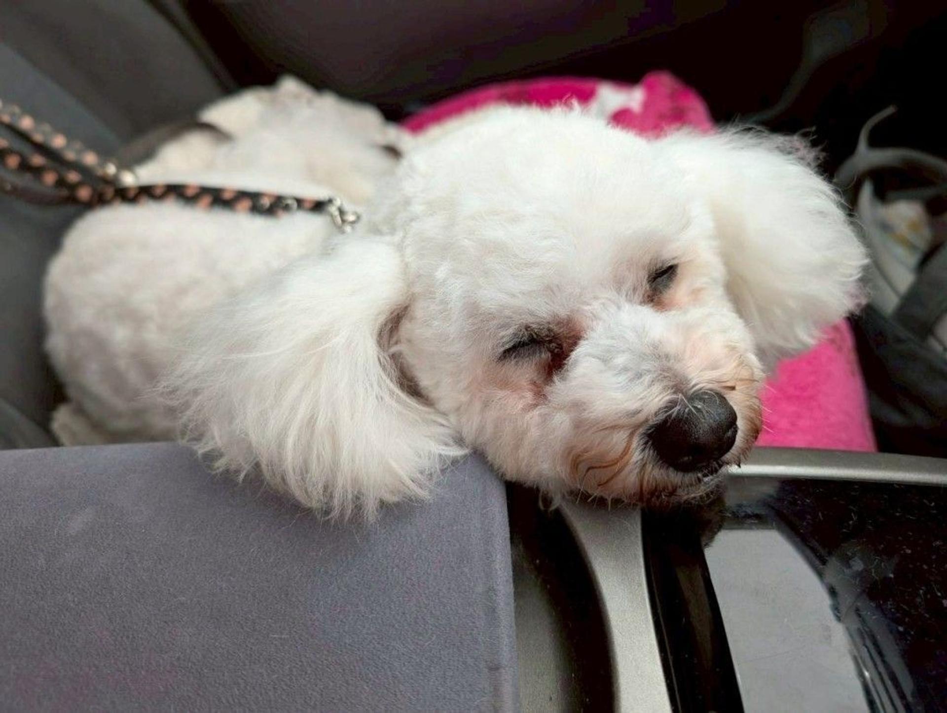 pet-image-7