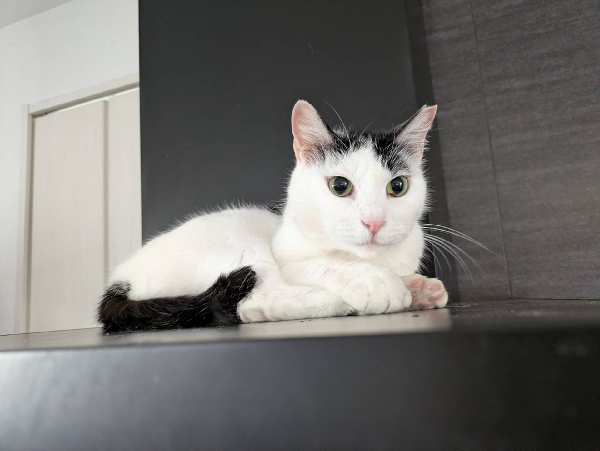 雑種（ミックス猫）・メスの里親募集の写真