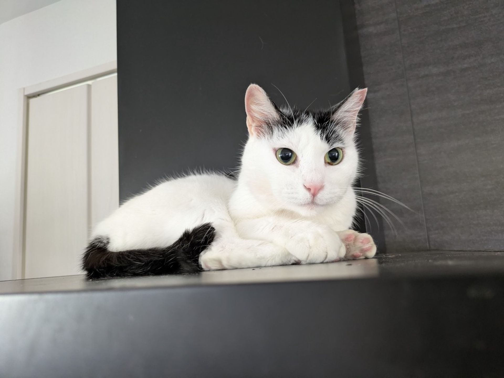 雑種（ミックス猫）・メスの里親募集の写真