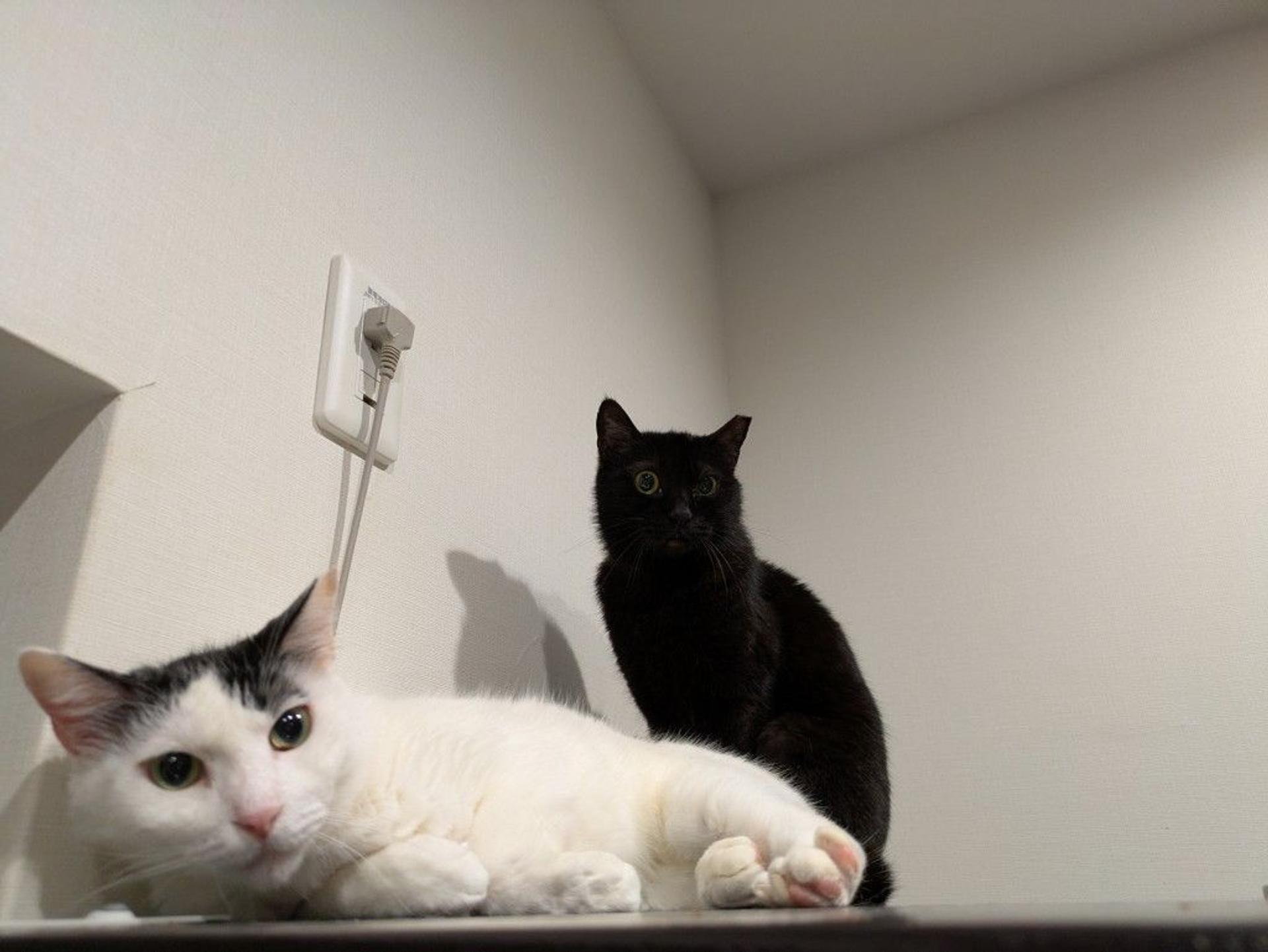 pet-image-2