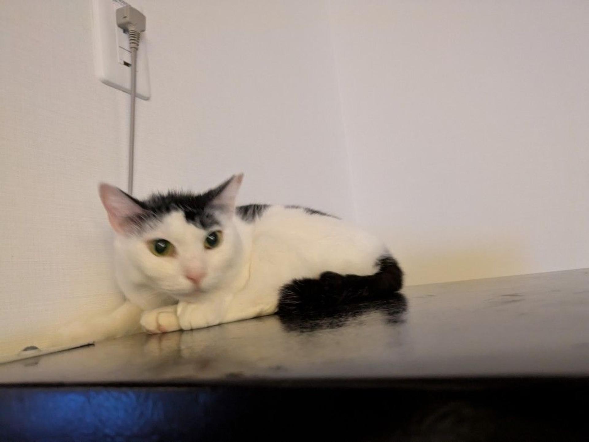 pet-image-3