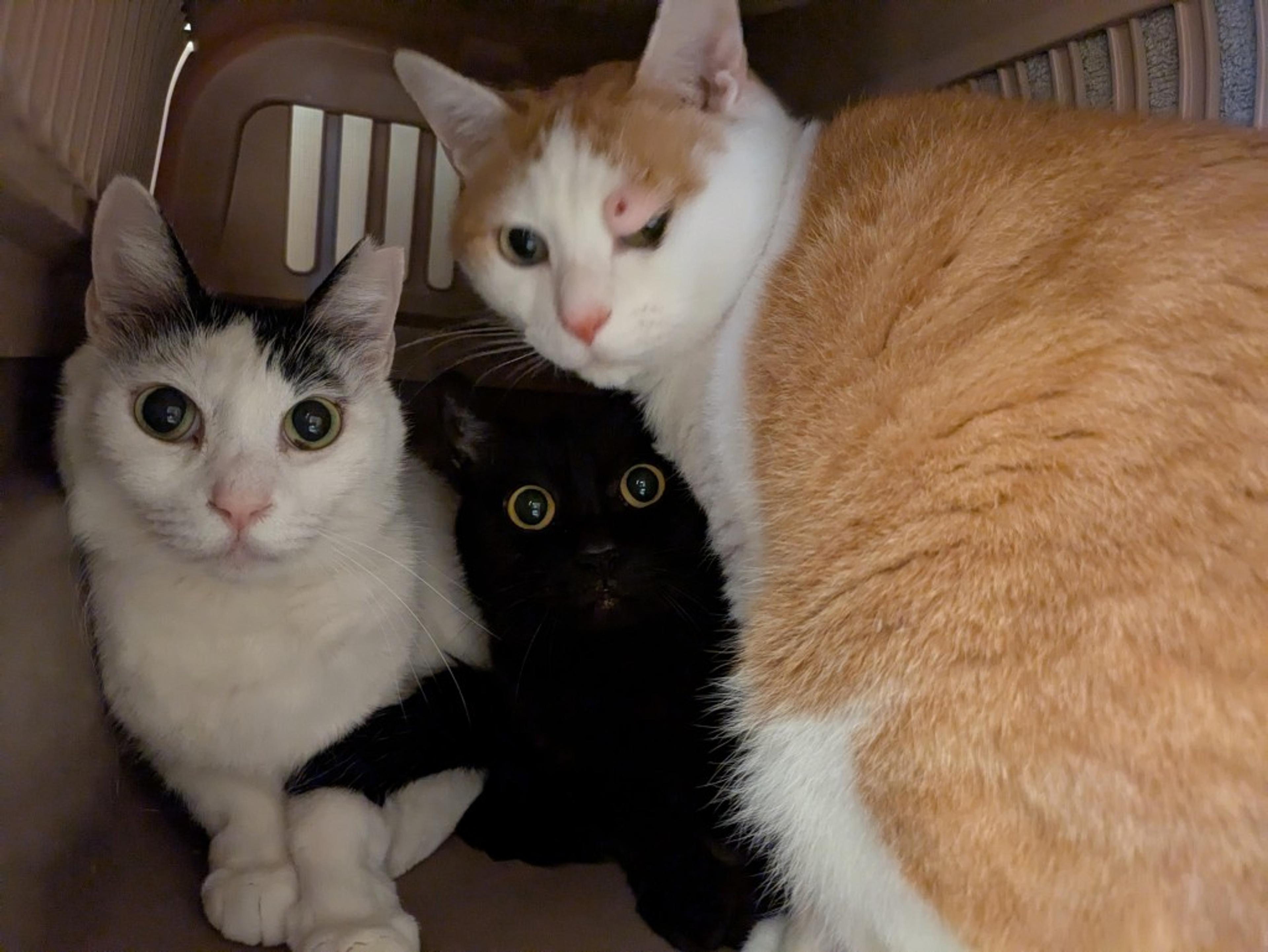 pet-image-7