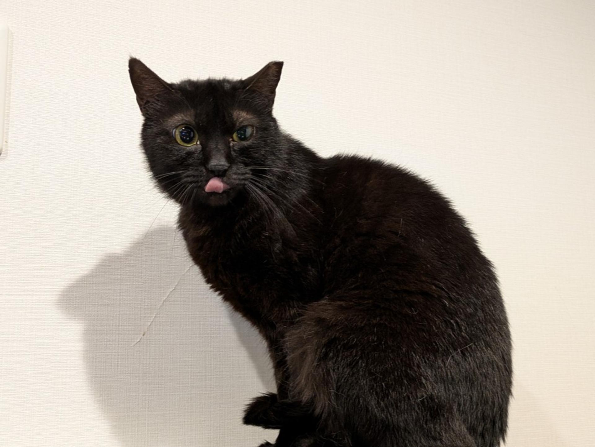 pet-image-2
