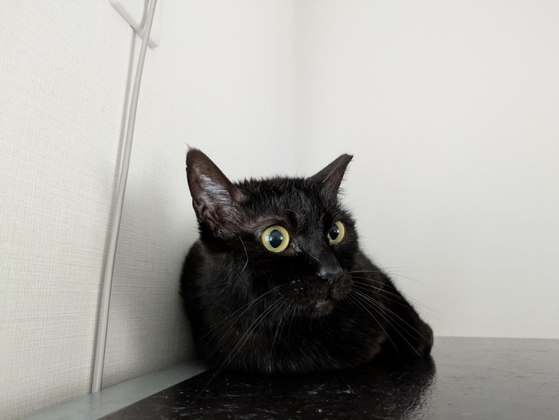 pet-image-6