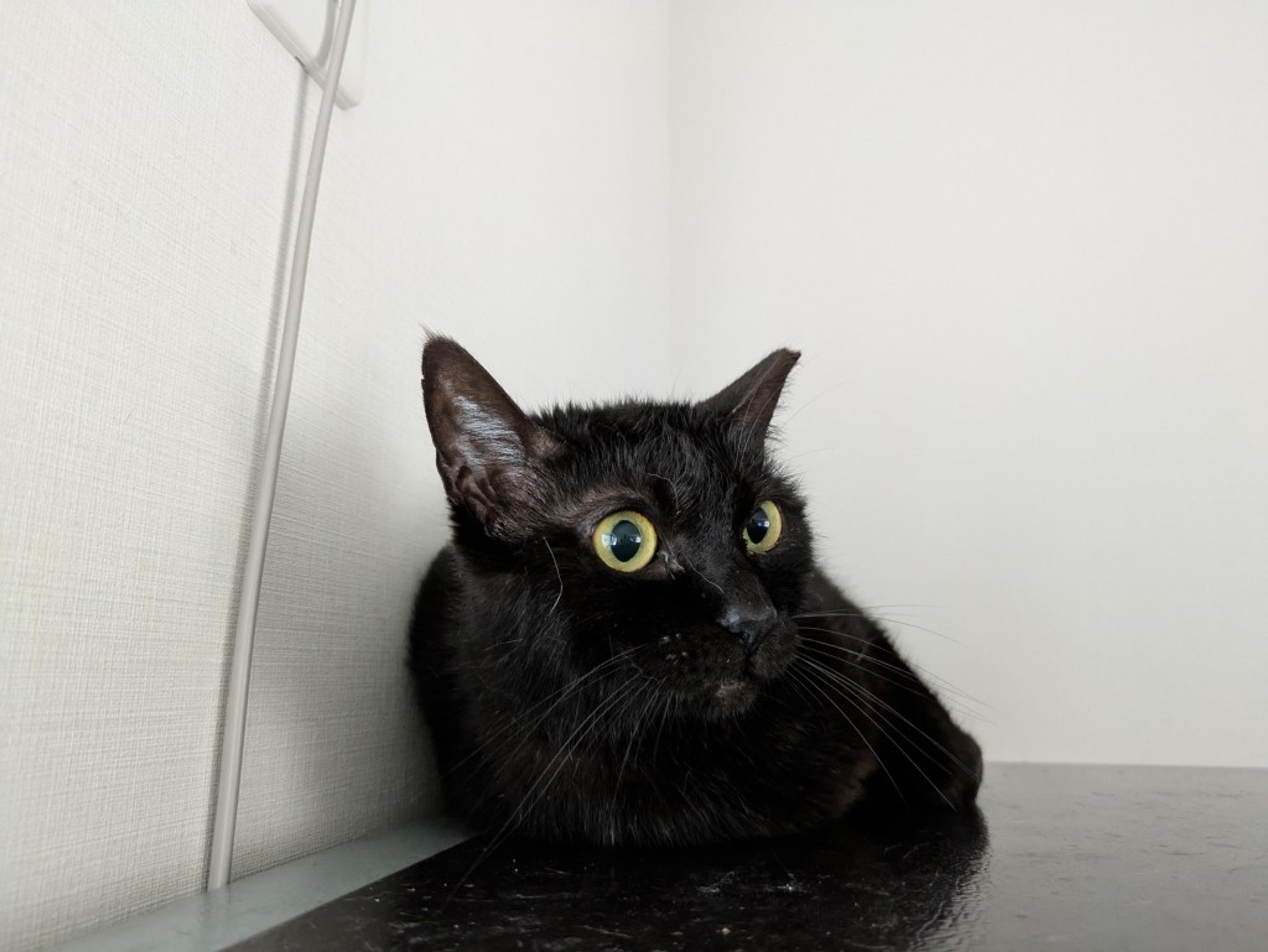 pet-image-6