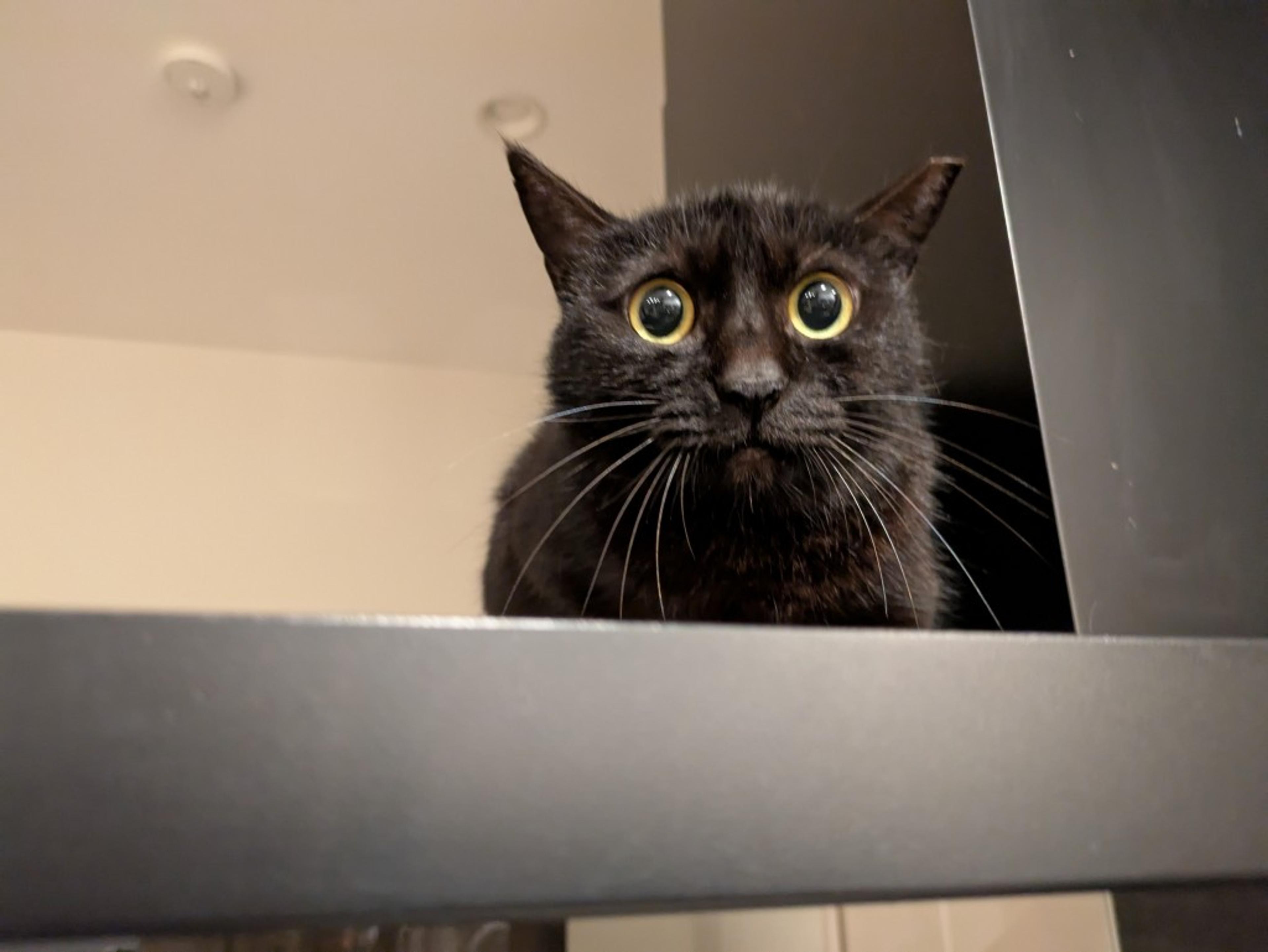pet-image-3