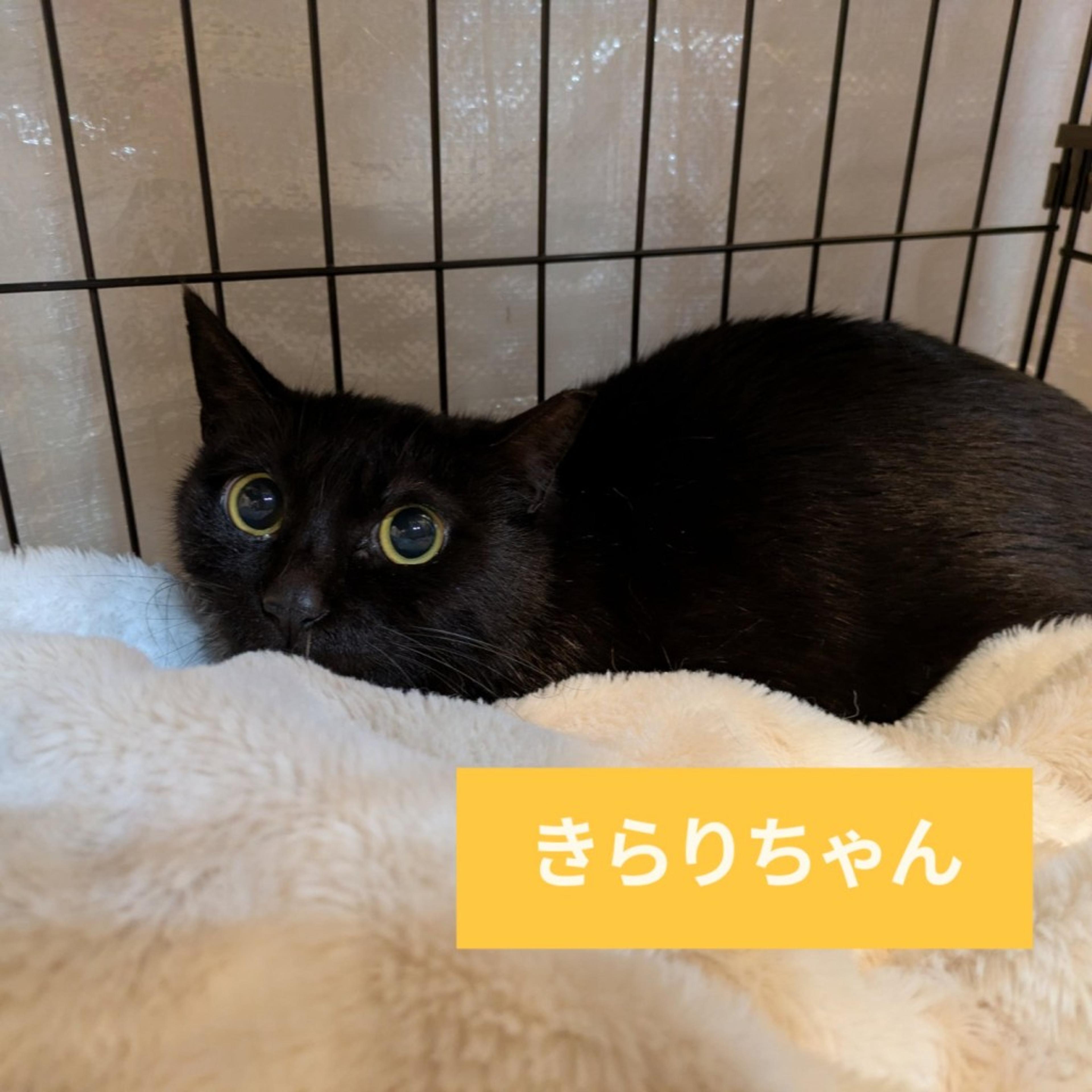 pet-image-5