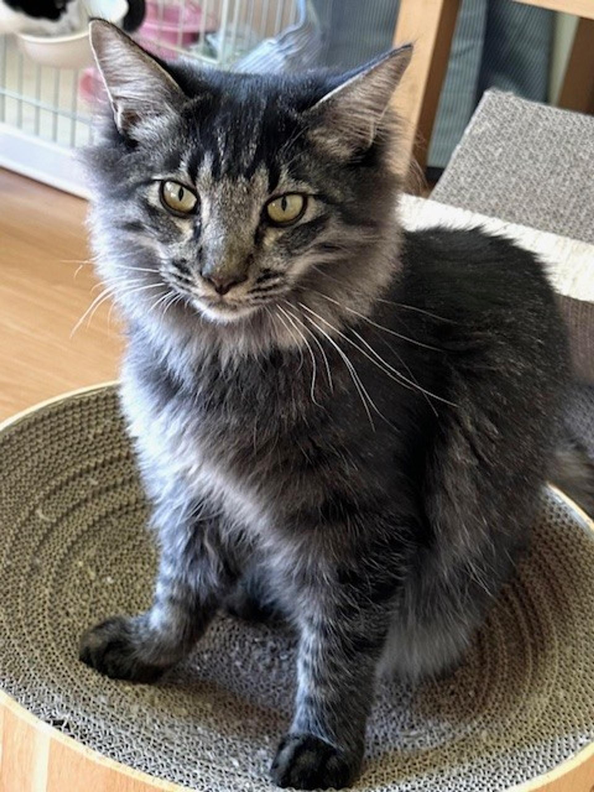 pet-image-2