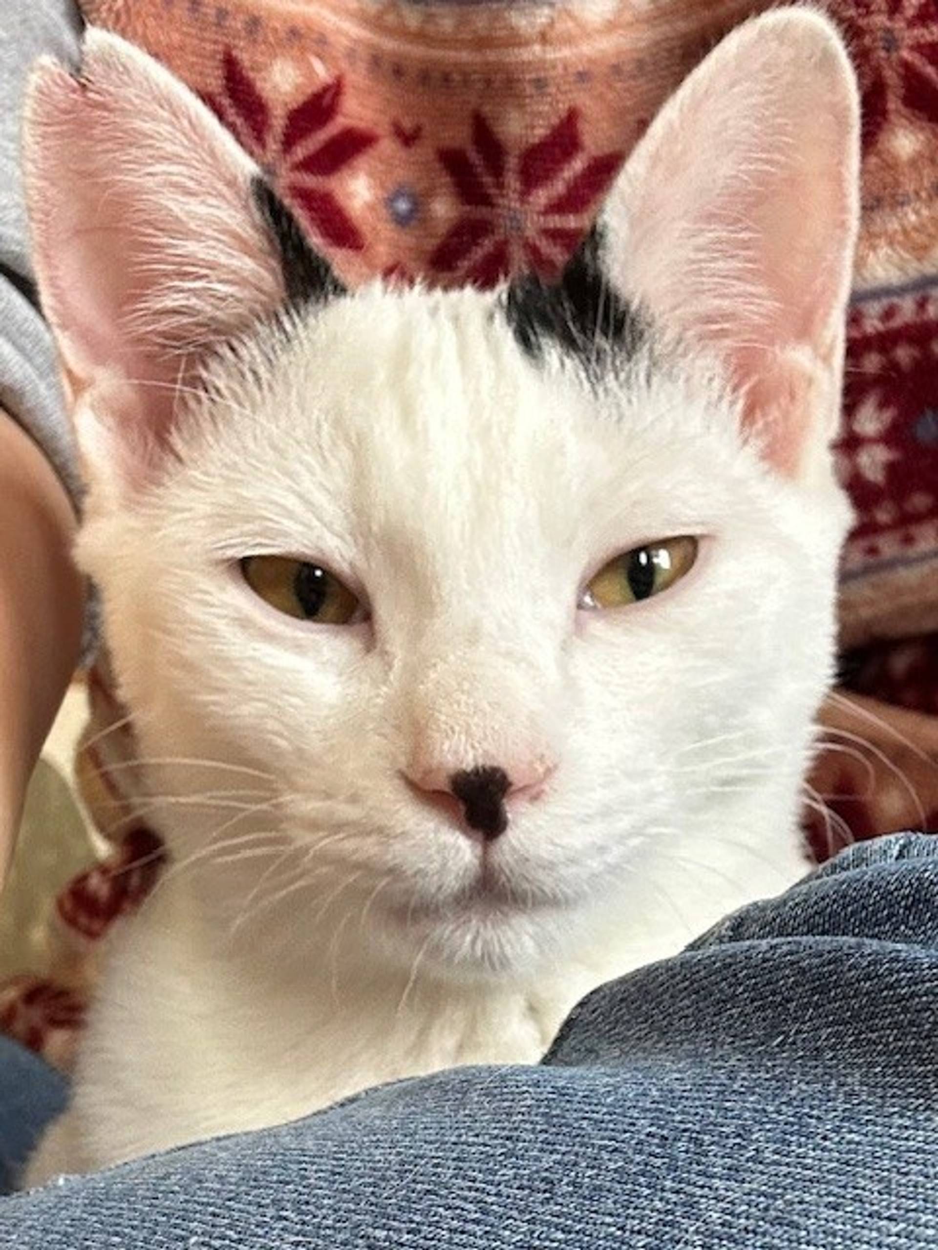 雑種（ミックス猫）・メスの里親募集の写真