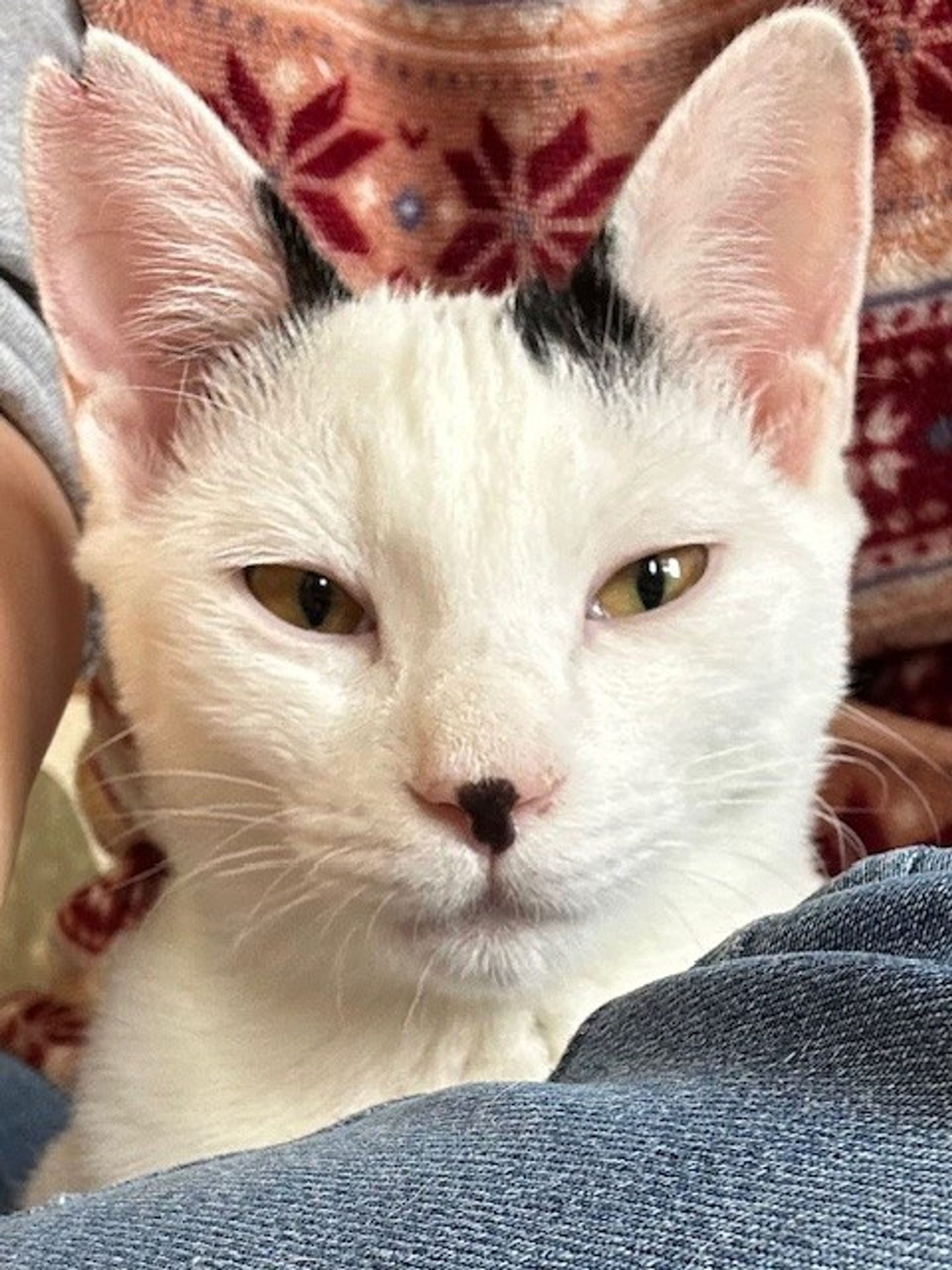 雑種（ミックス猫）・メスの里親募集の写真
