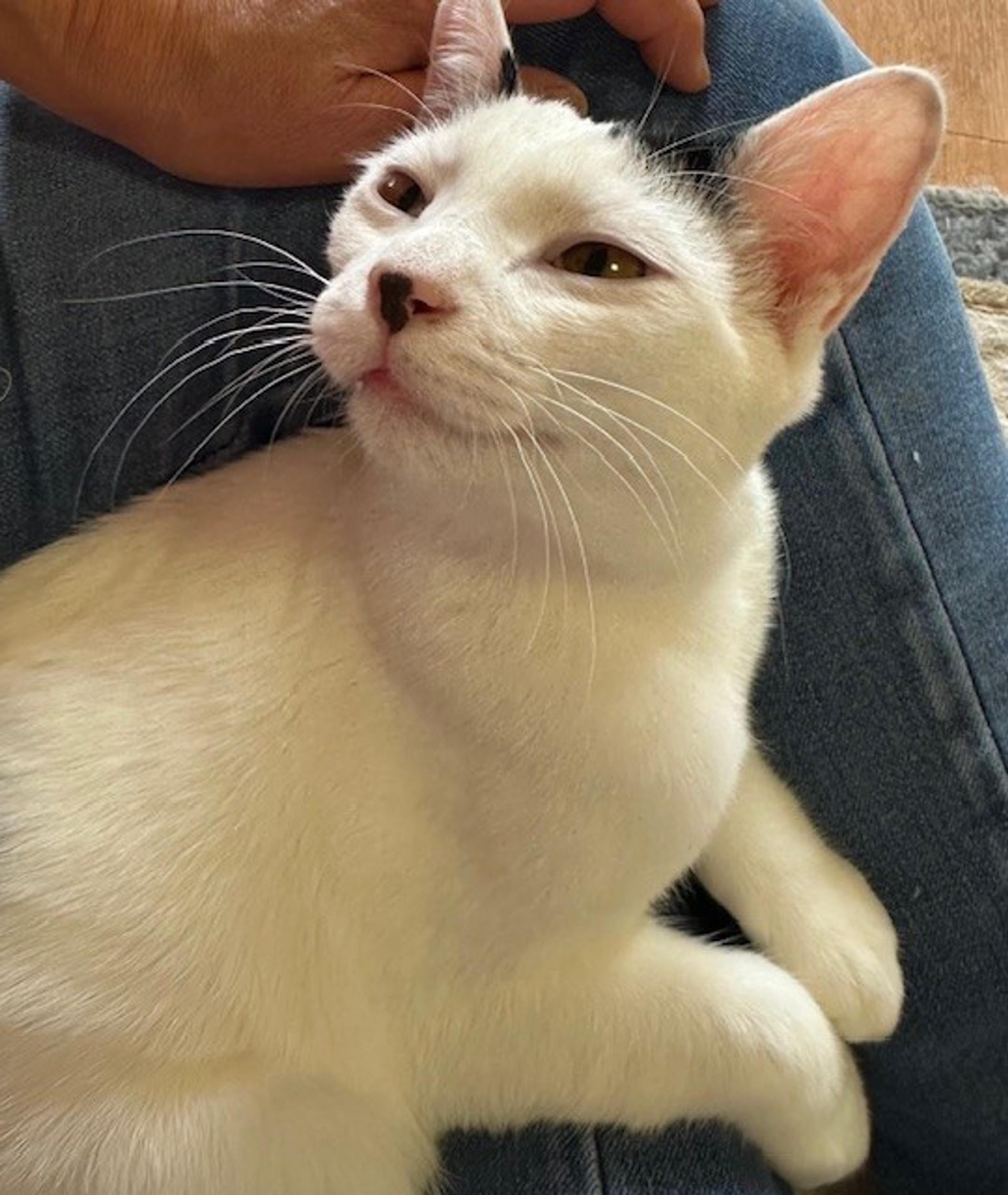 pet-image-2