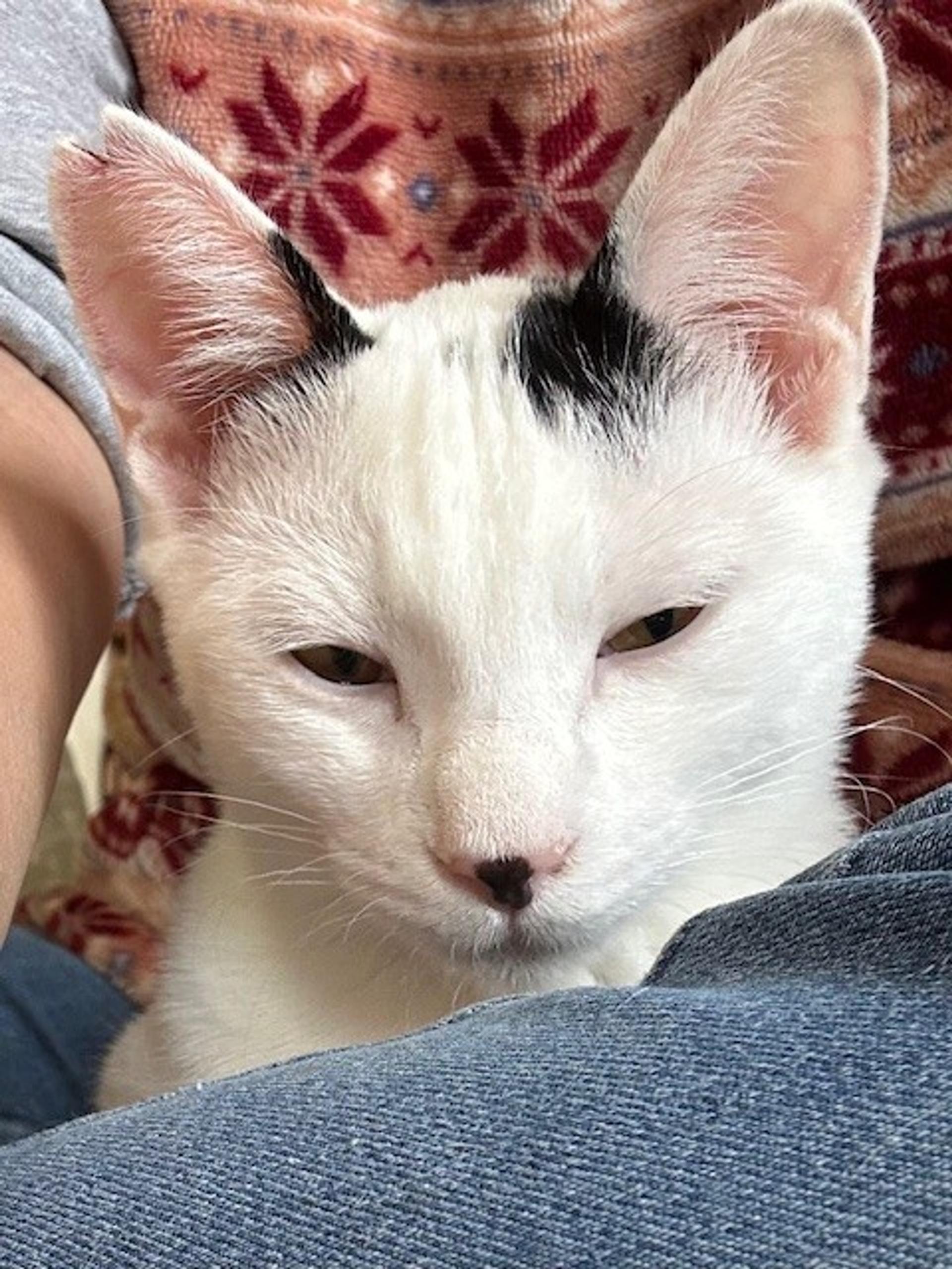 pet-image-3