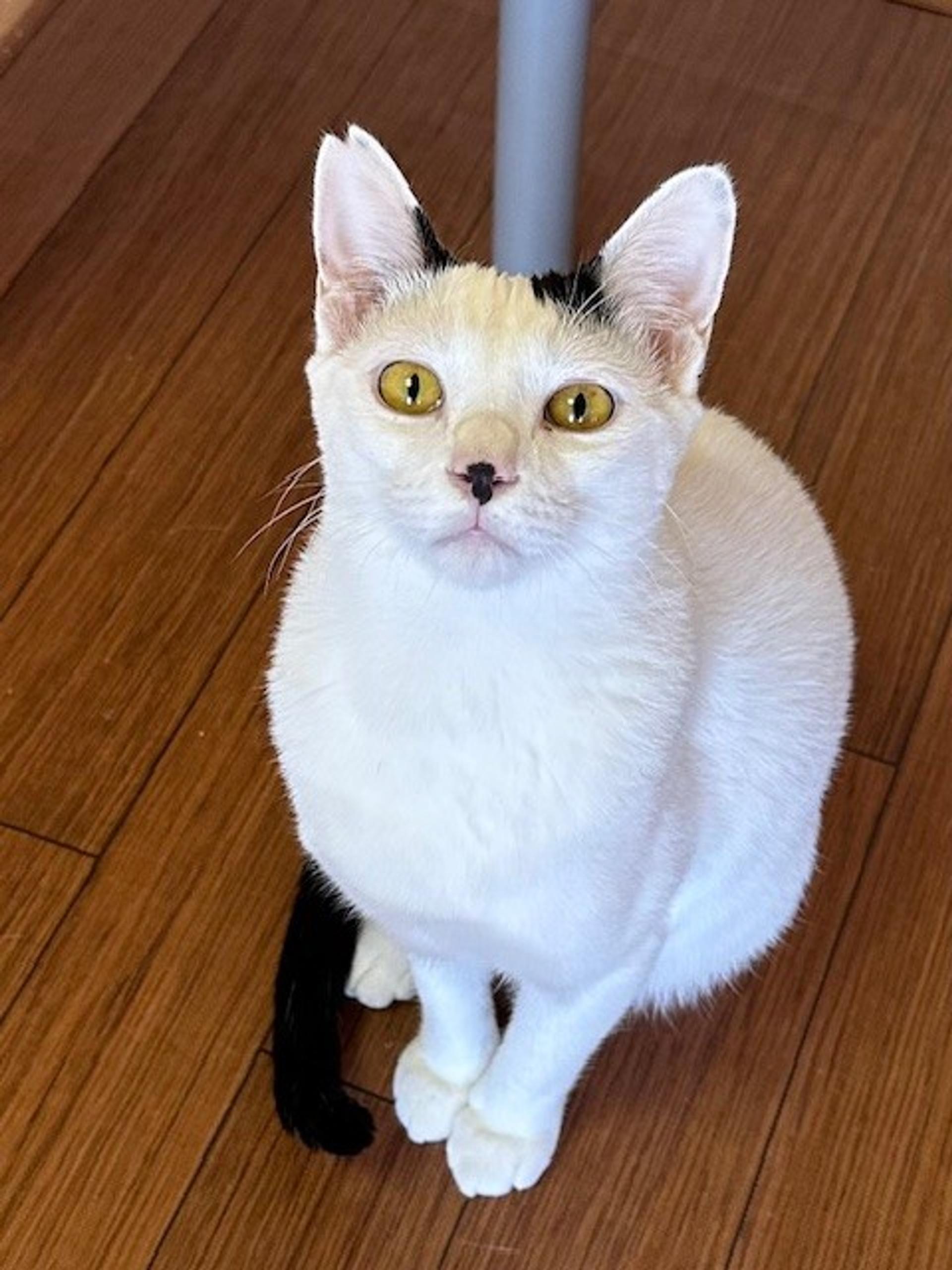 pet-image-4