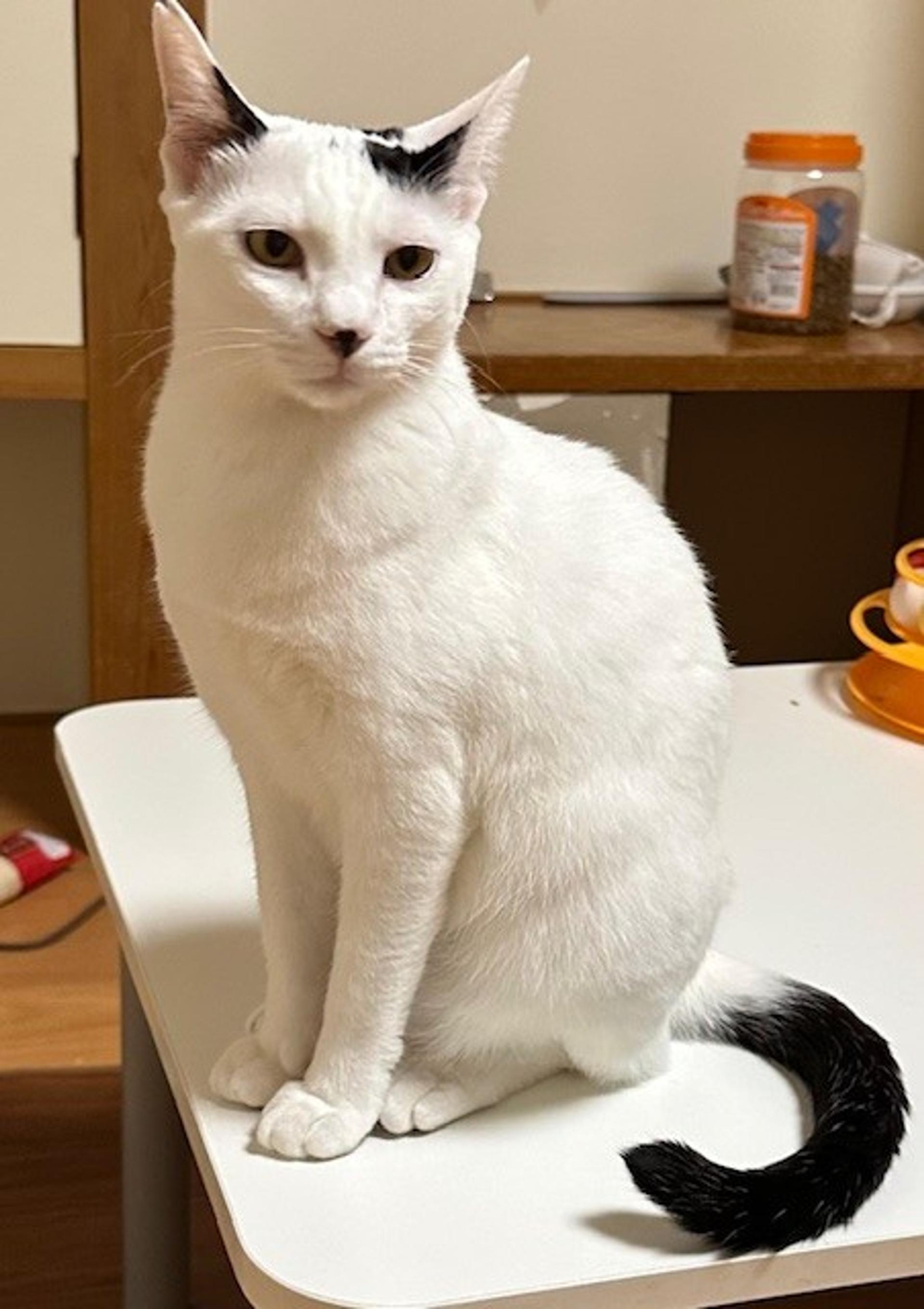 pet-image-5