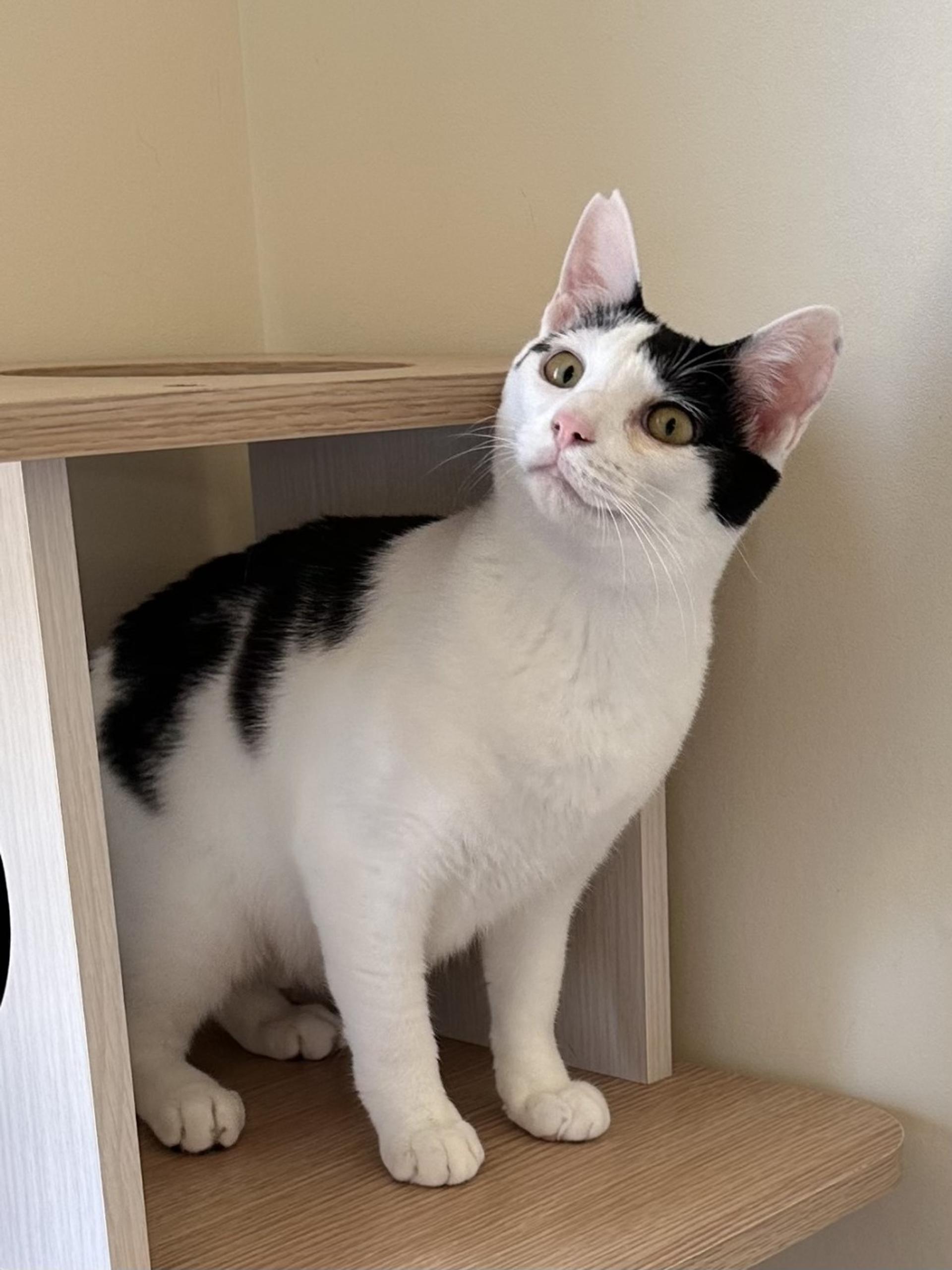 pet-image-3