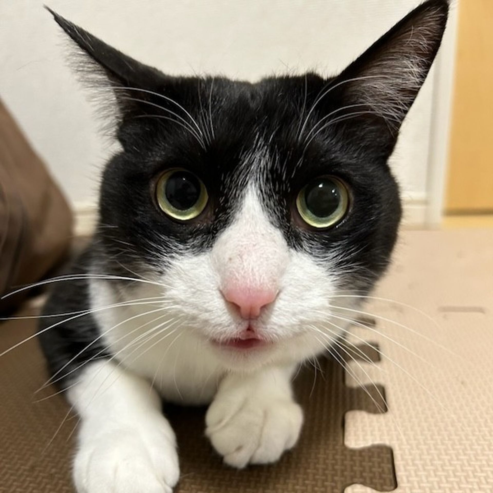 雑種（ミックス猫）・オスの里親募集の写真