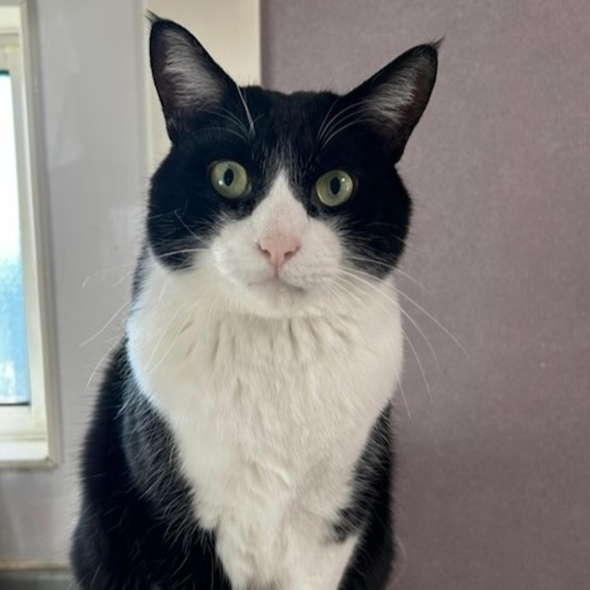 pet-image-2