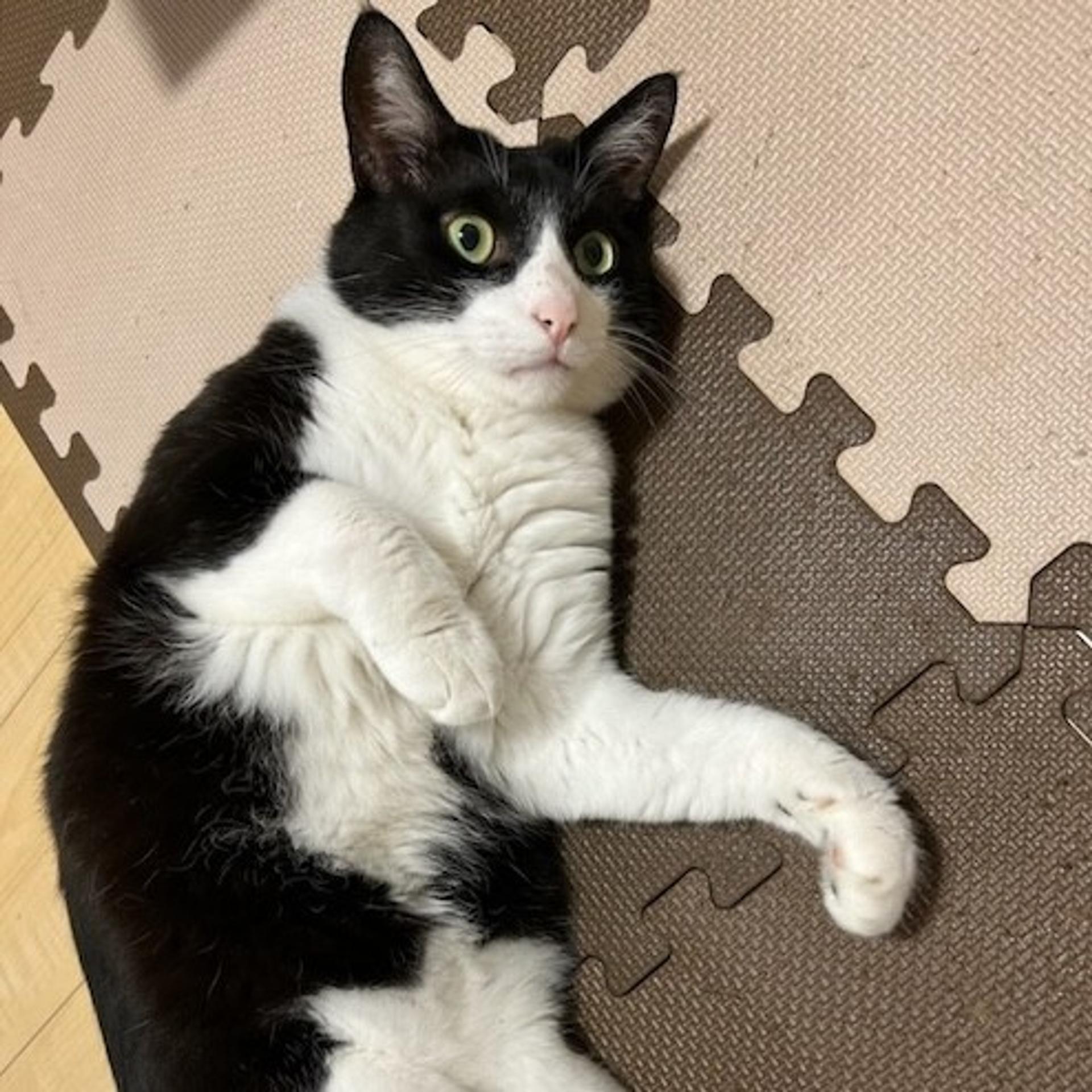 pet-image-3