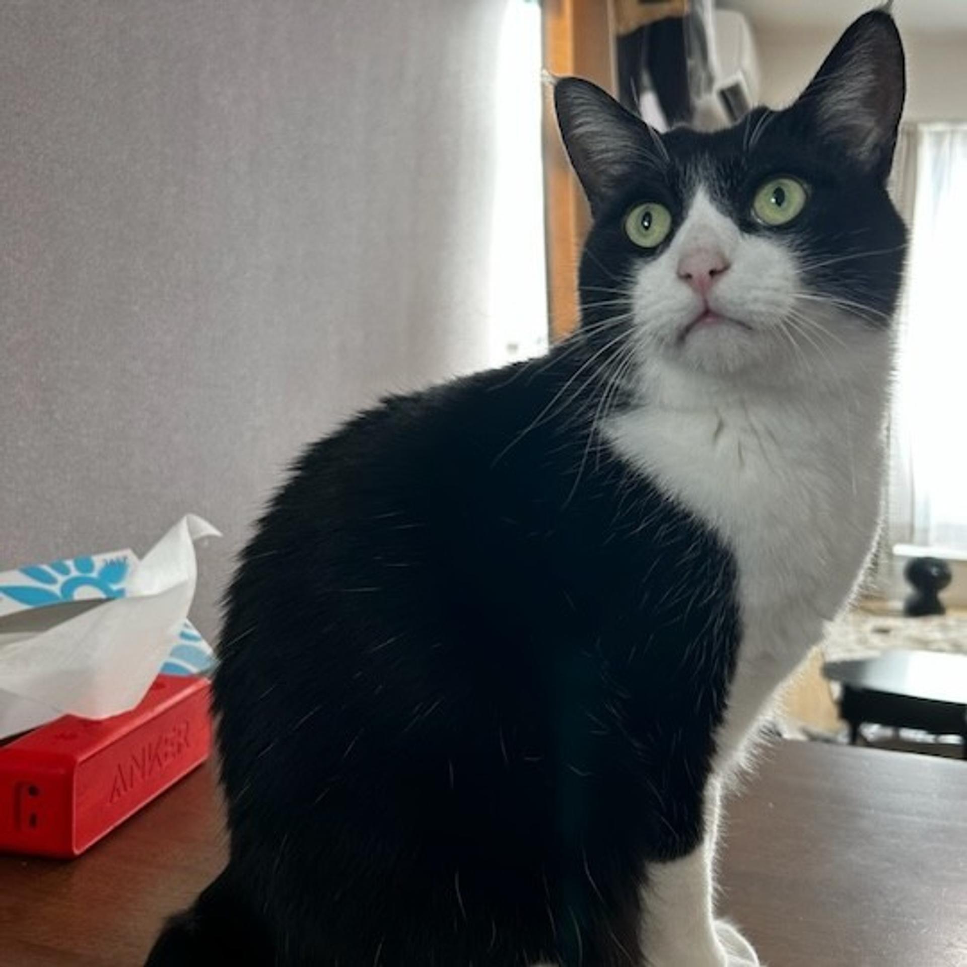 pet-image-4