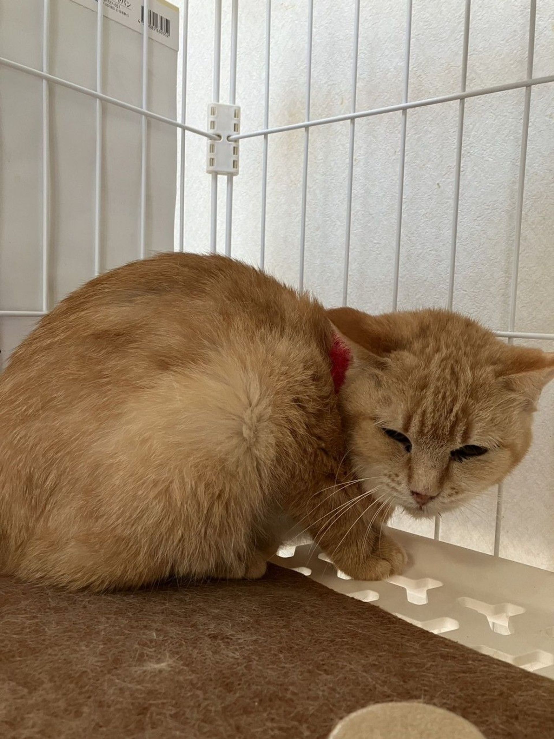 雑種（ミックス猫）・メスの里親募集の写真