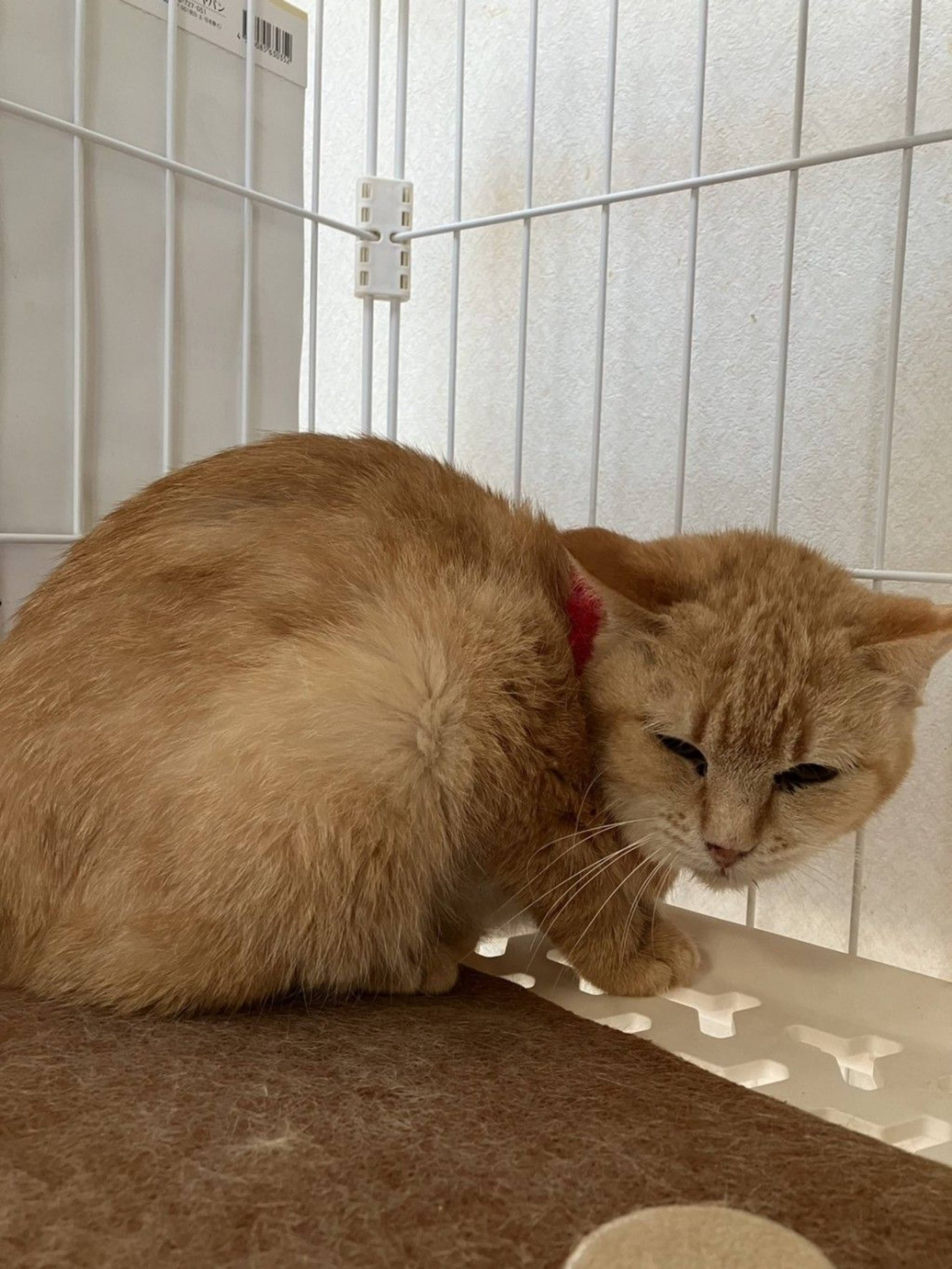 雑種（ミックス猫）・メスの里親募集の写真