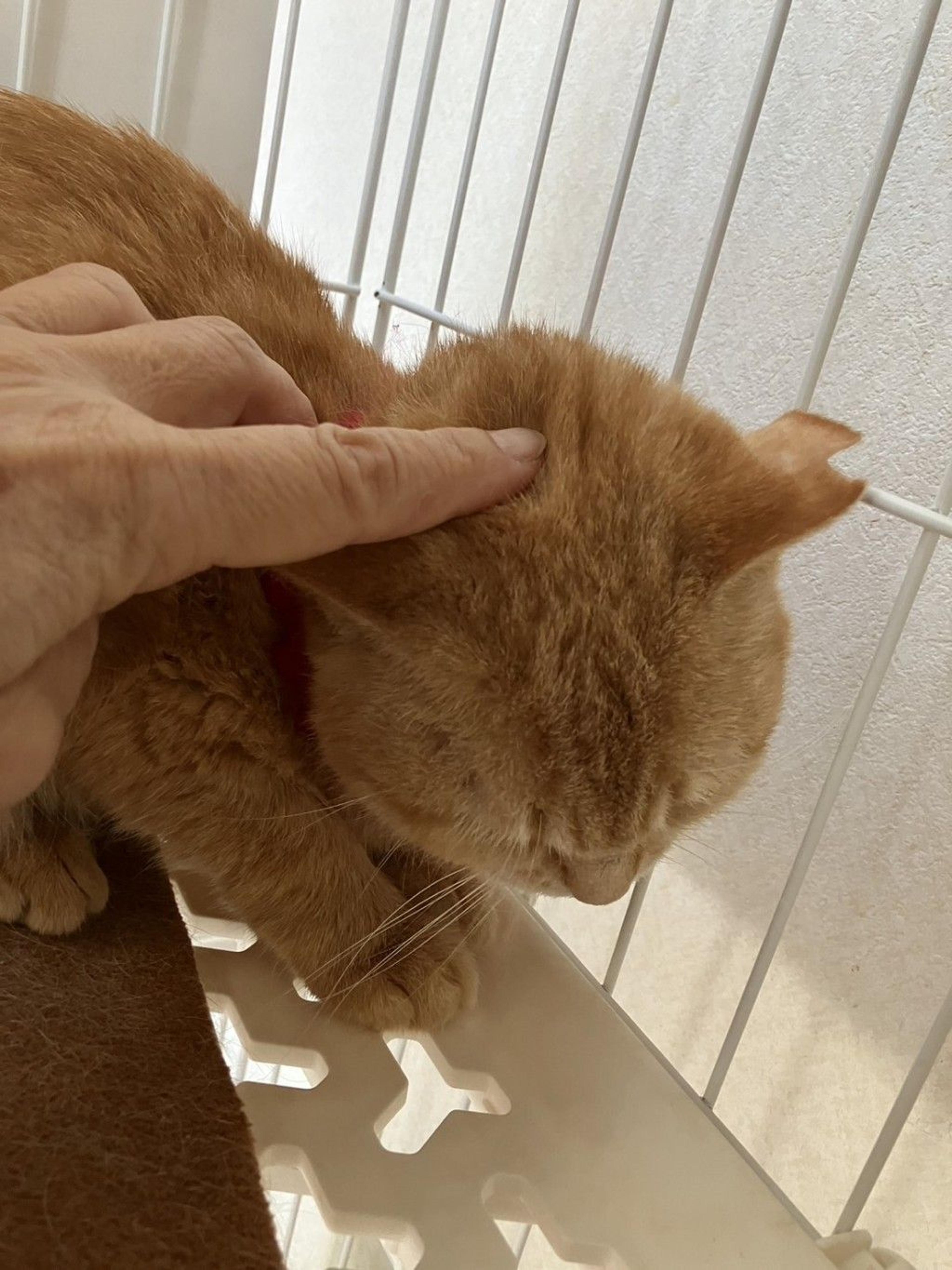 pet-image-3