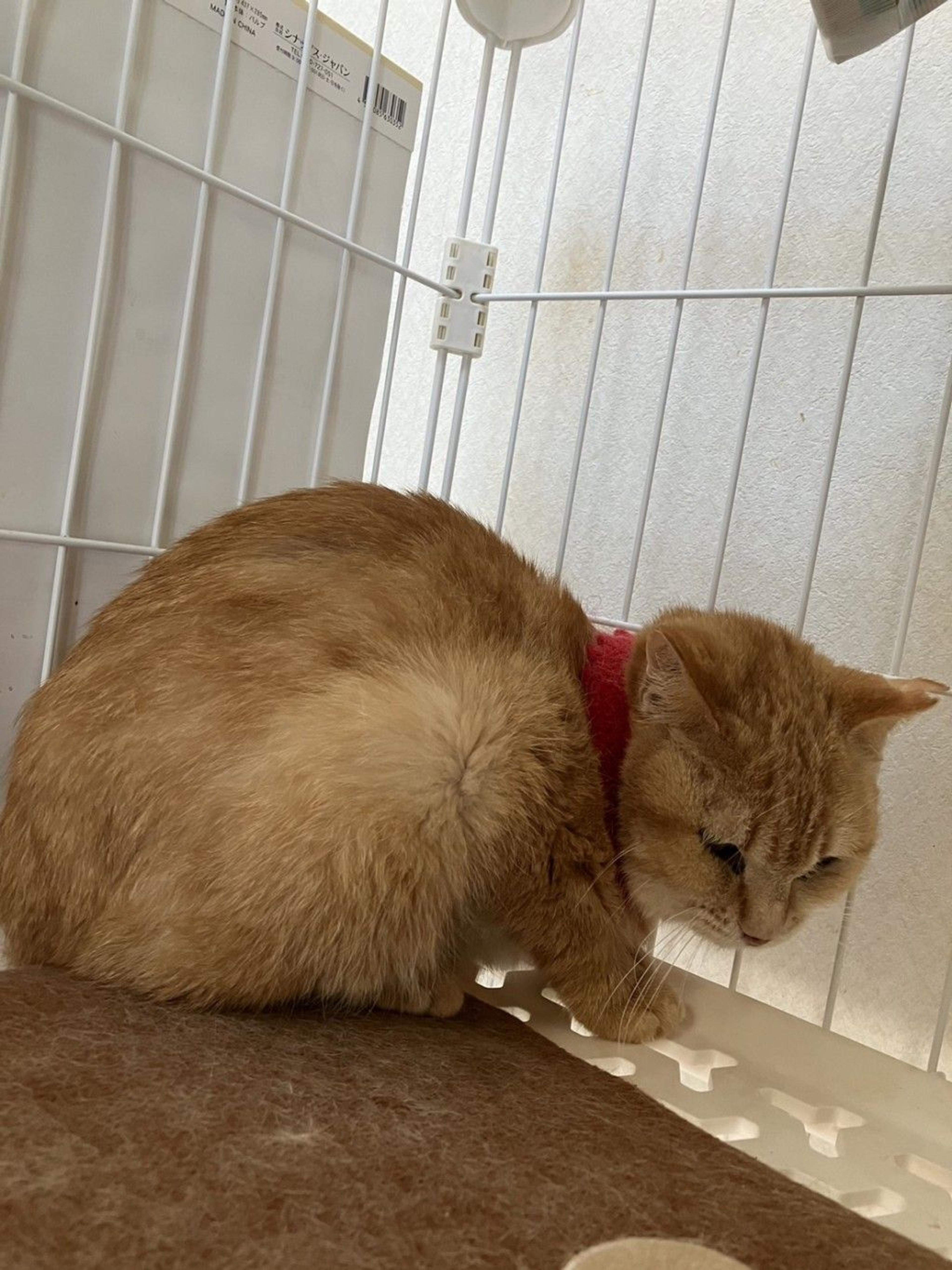 pet-image-4