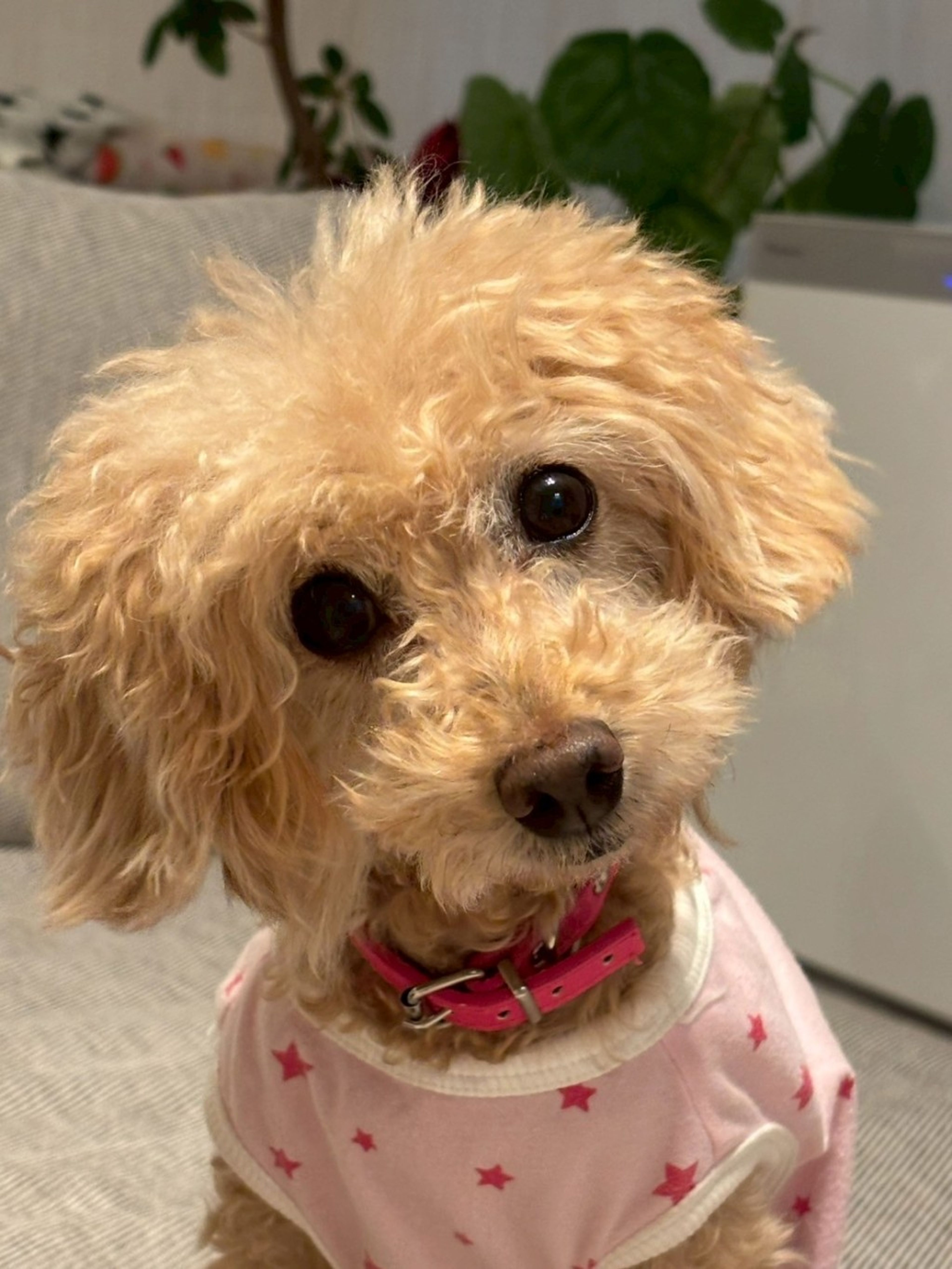 pet-image-7