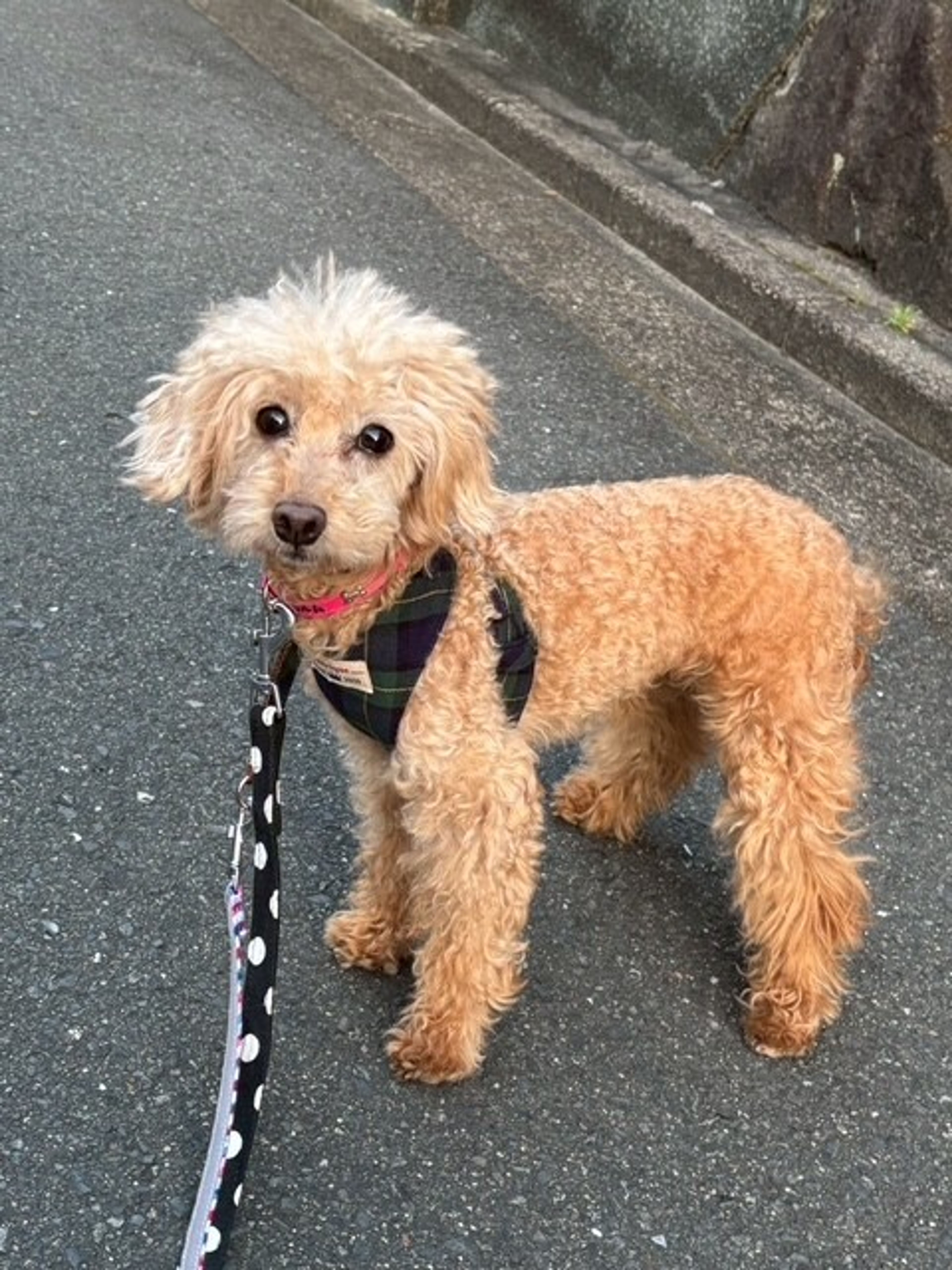 pet-image-4