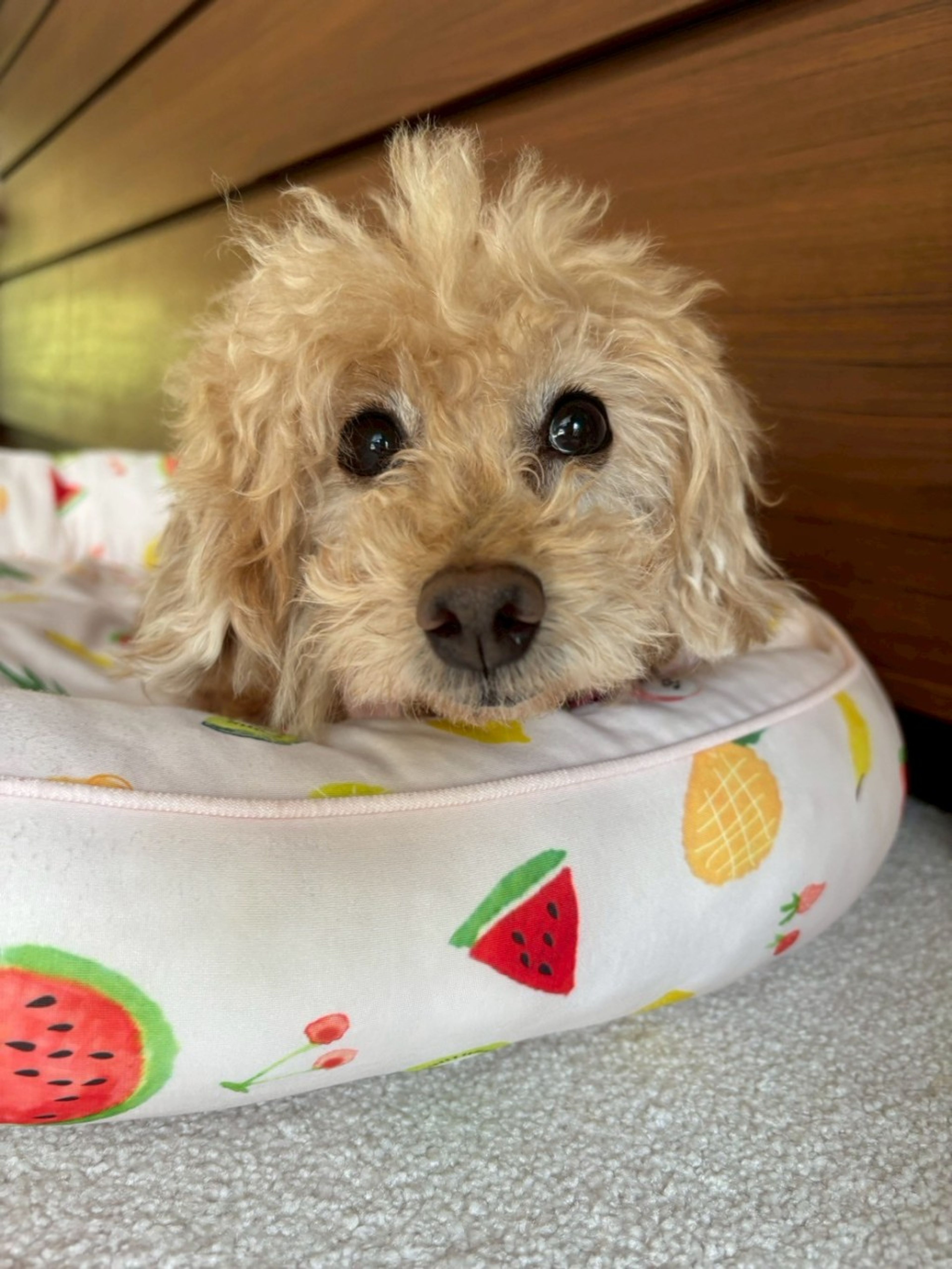 pet-image-5
