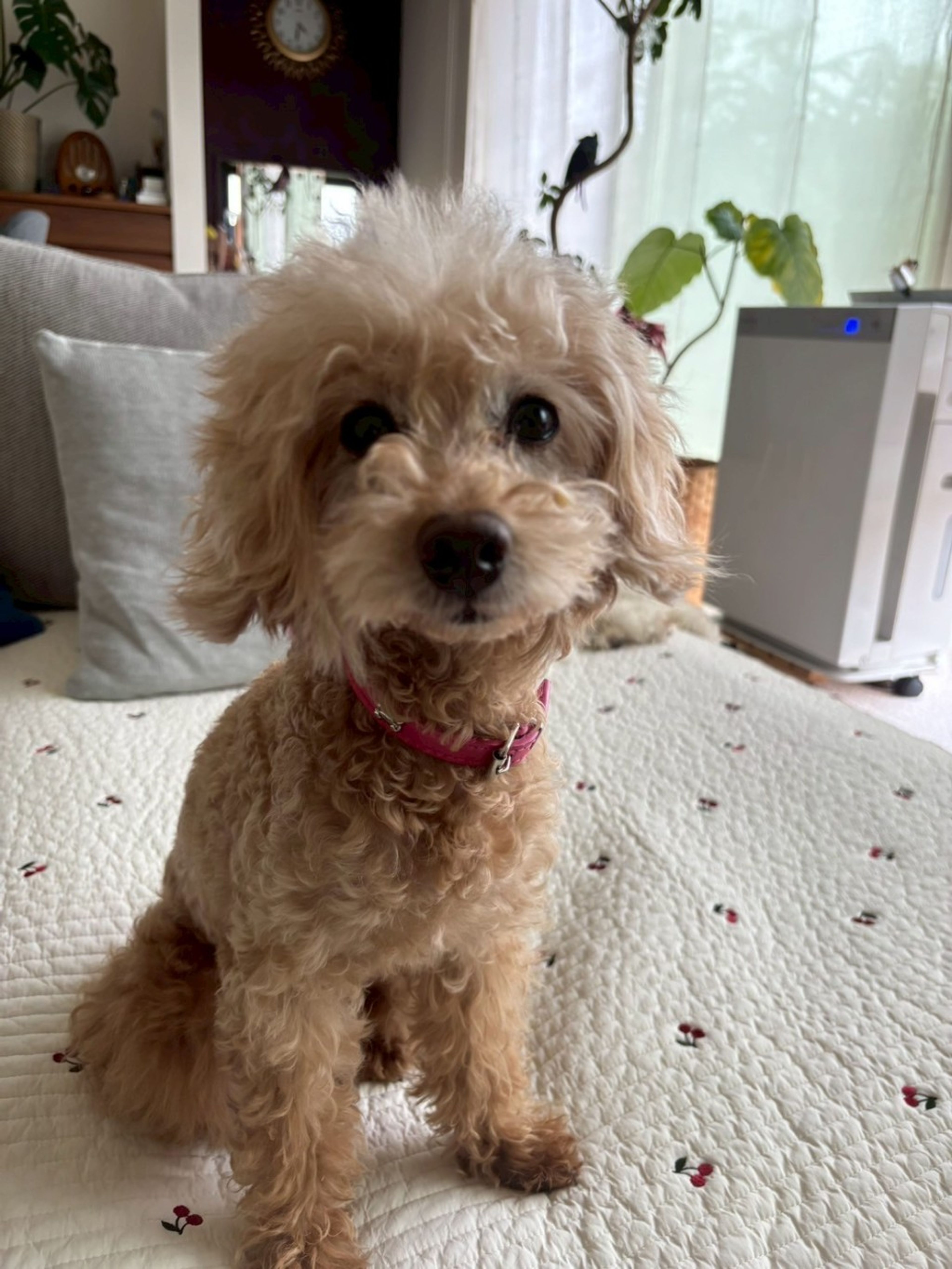 pet-image-6
