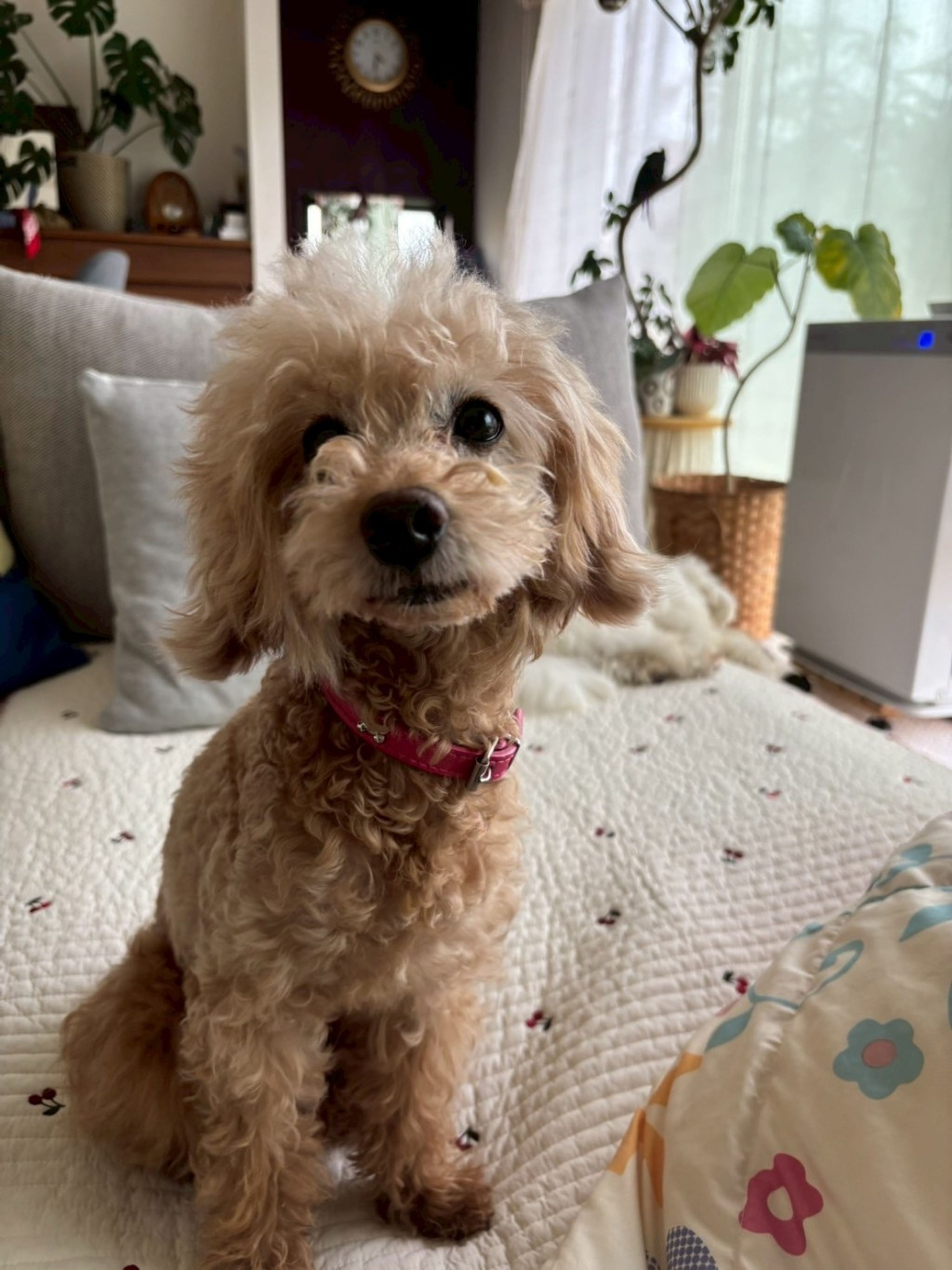 pet-image-3