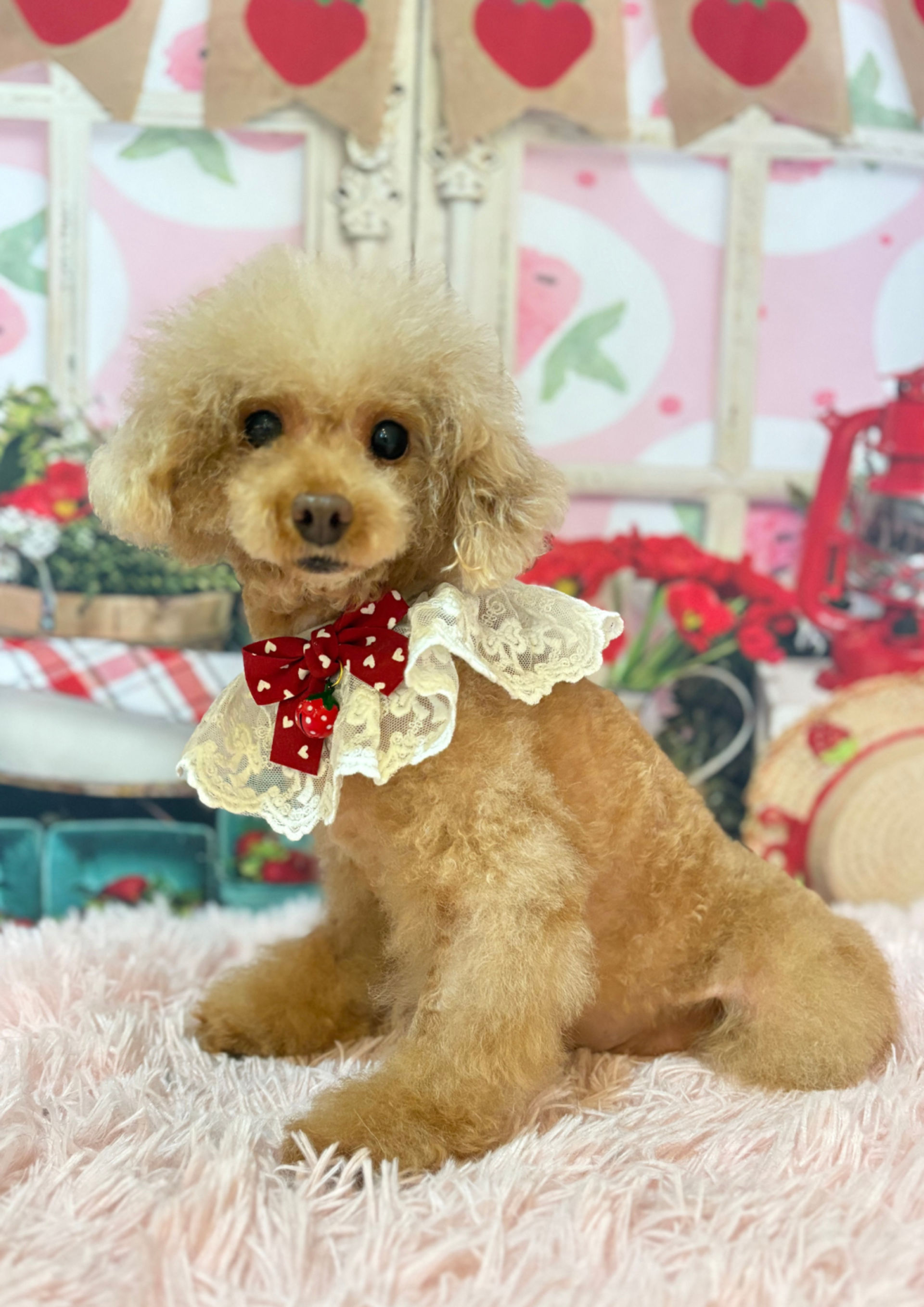 雑種（ミックス犬）・オスの里親募集の写真