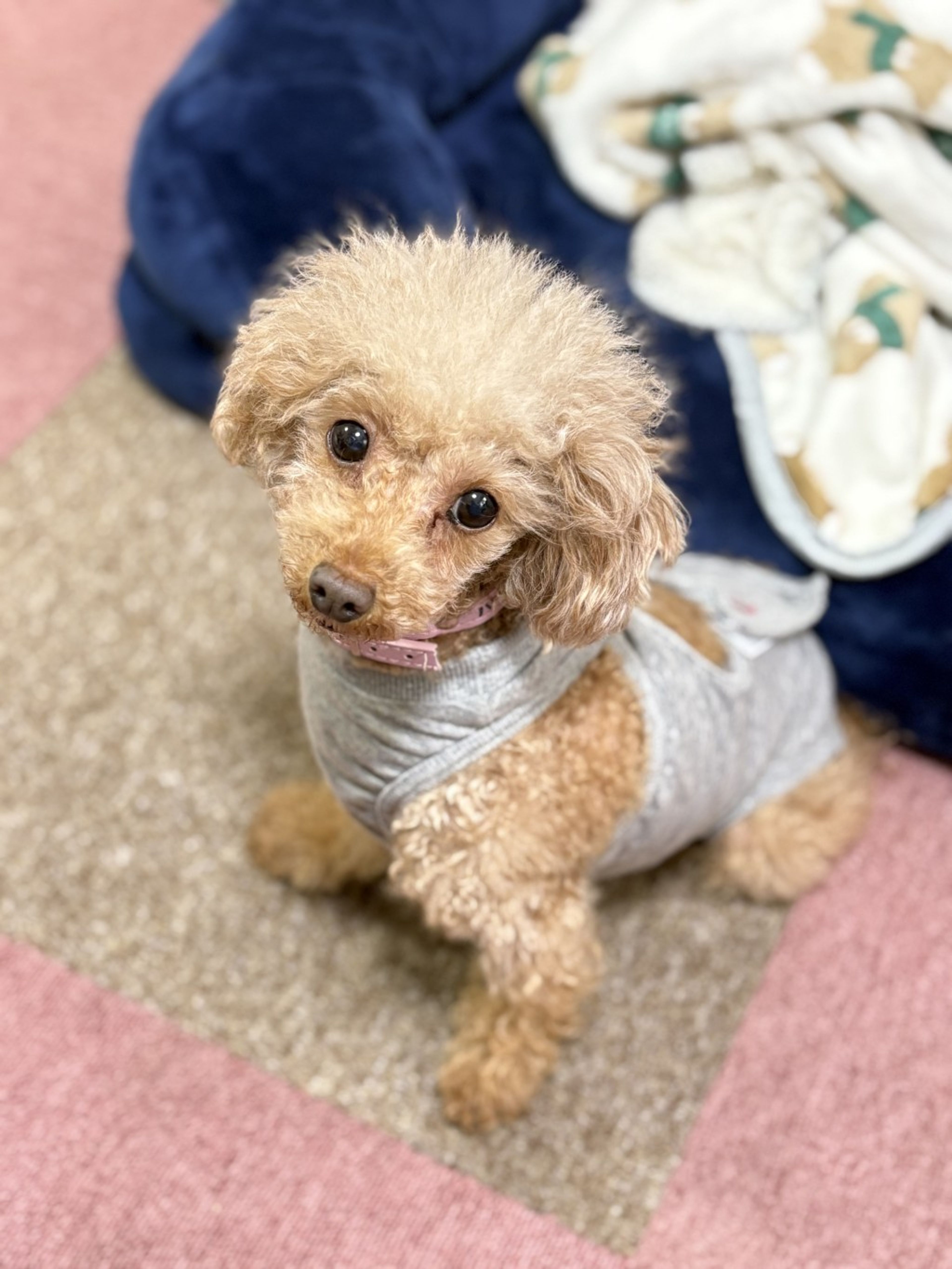 pet-image-2