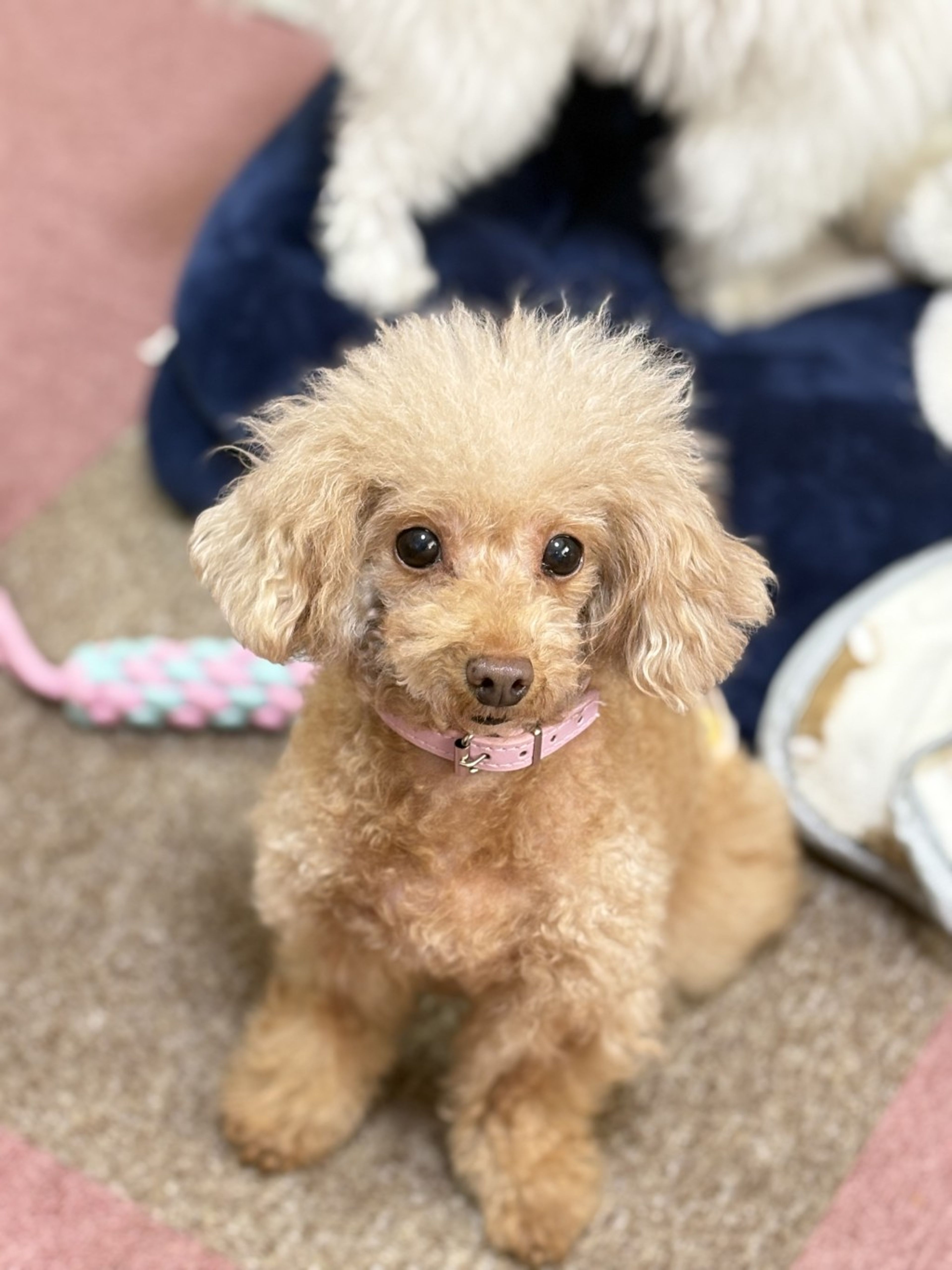 pet-image-3