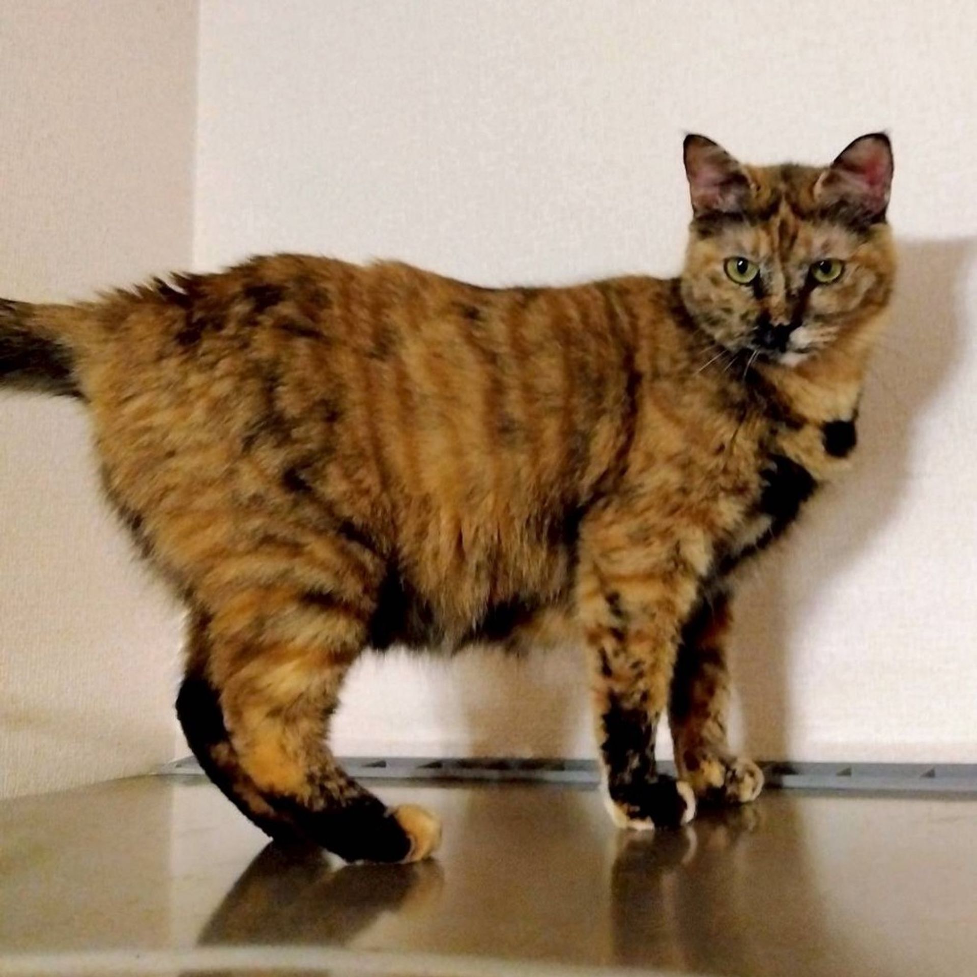 雑種（ミックス猫）・メスの里親募集の写真