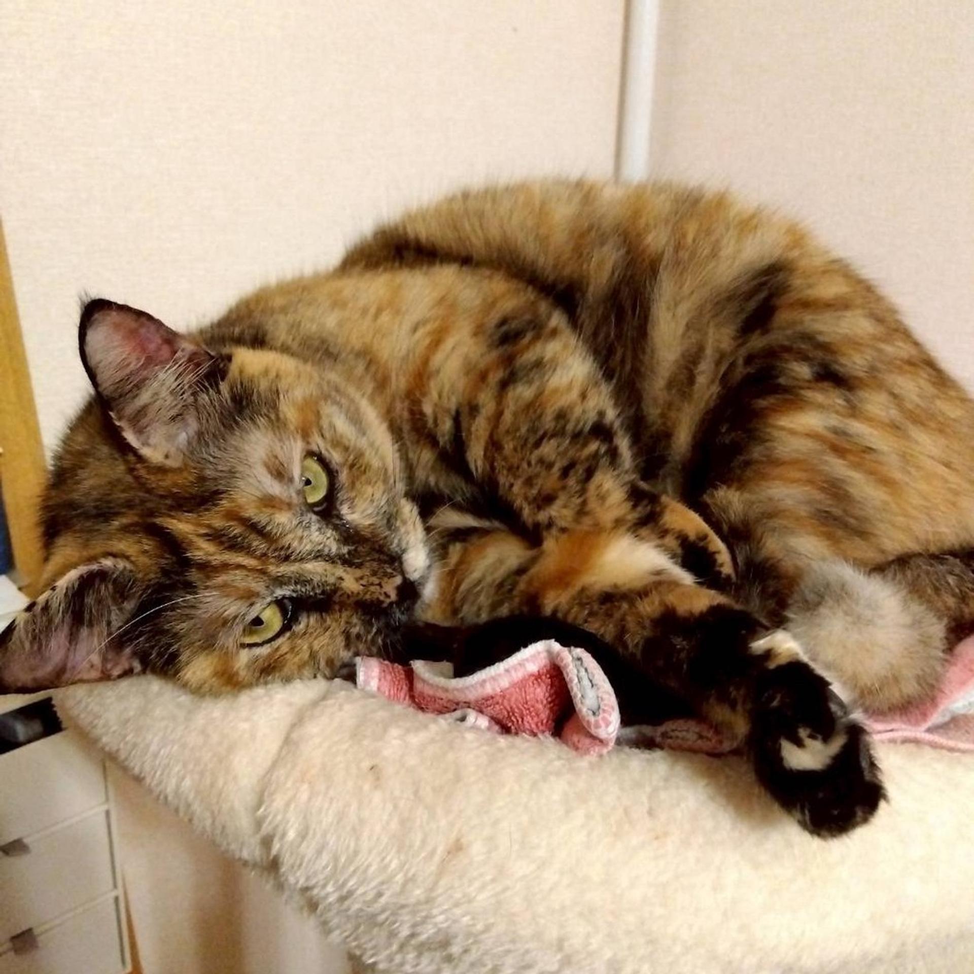 pet-image-2