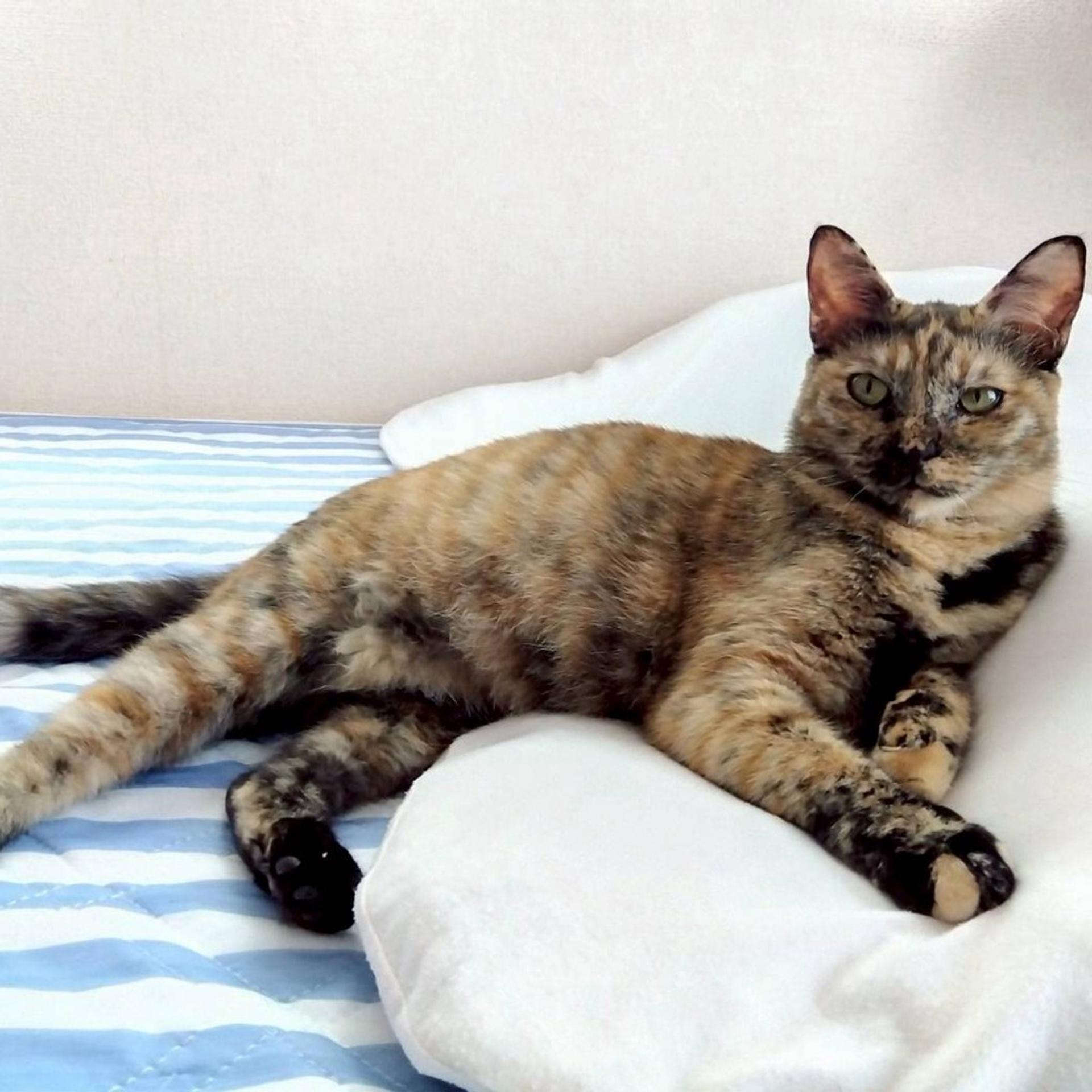 pet-image-5