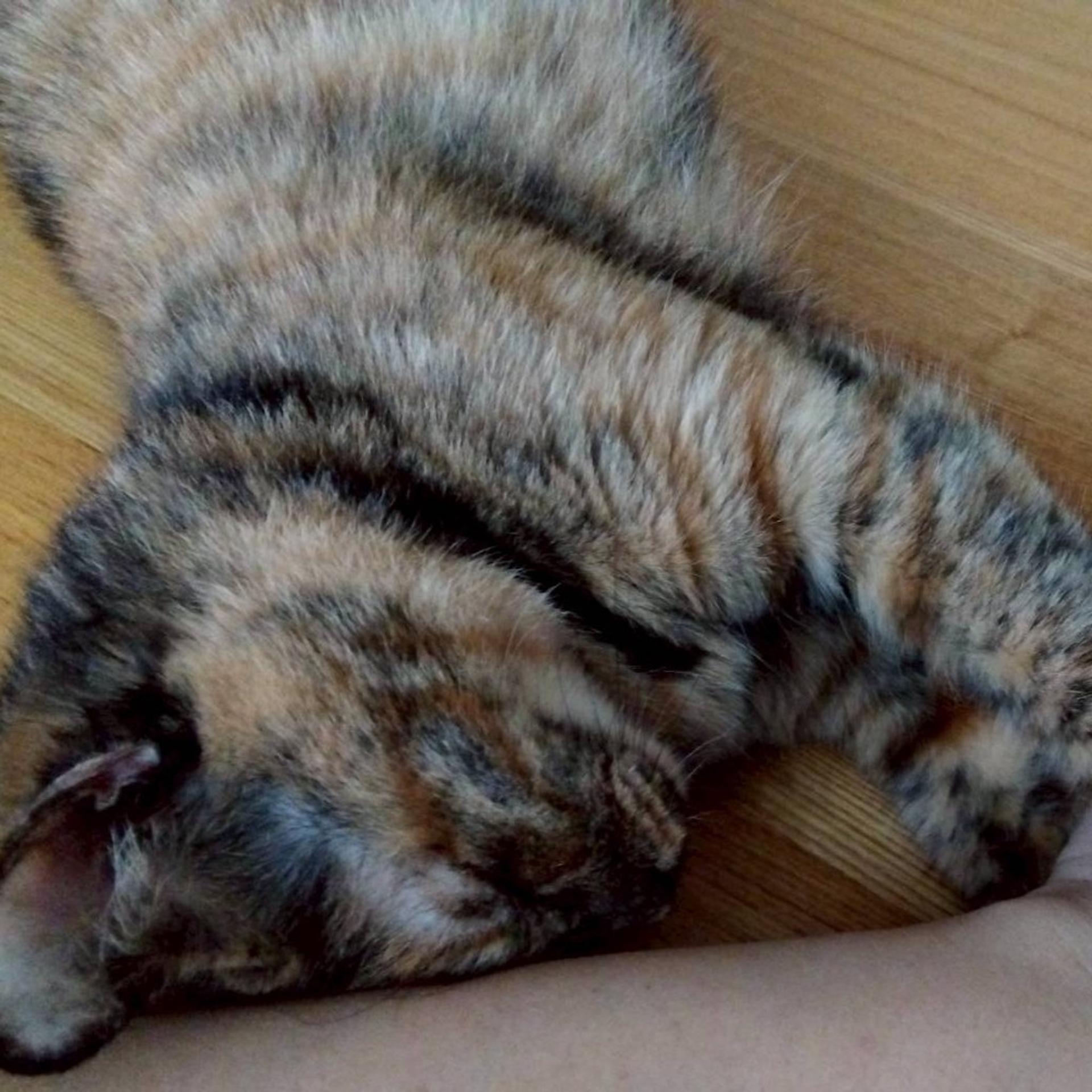 pet-image-8