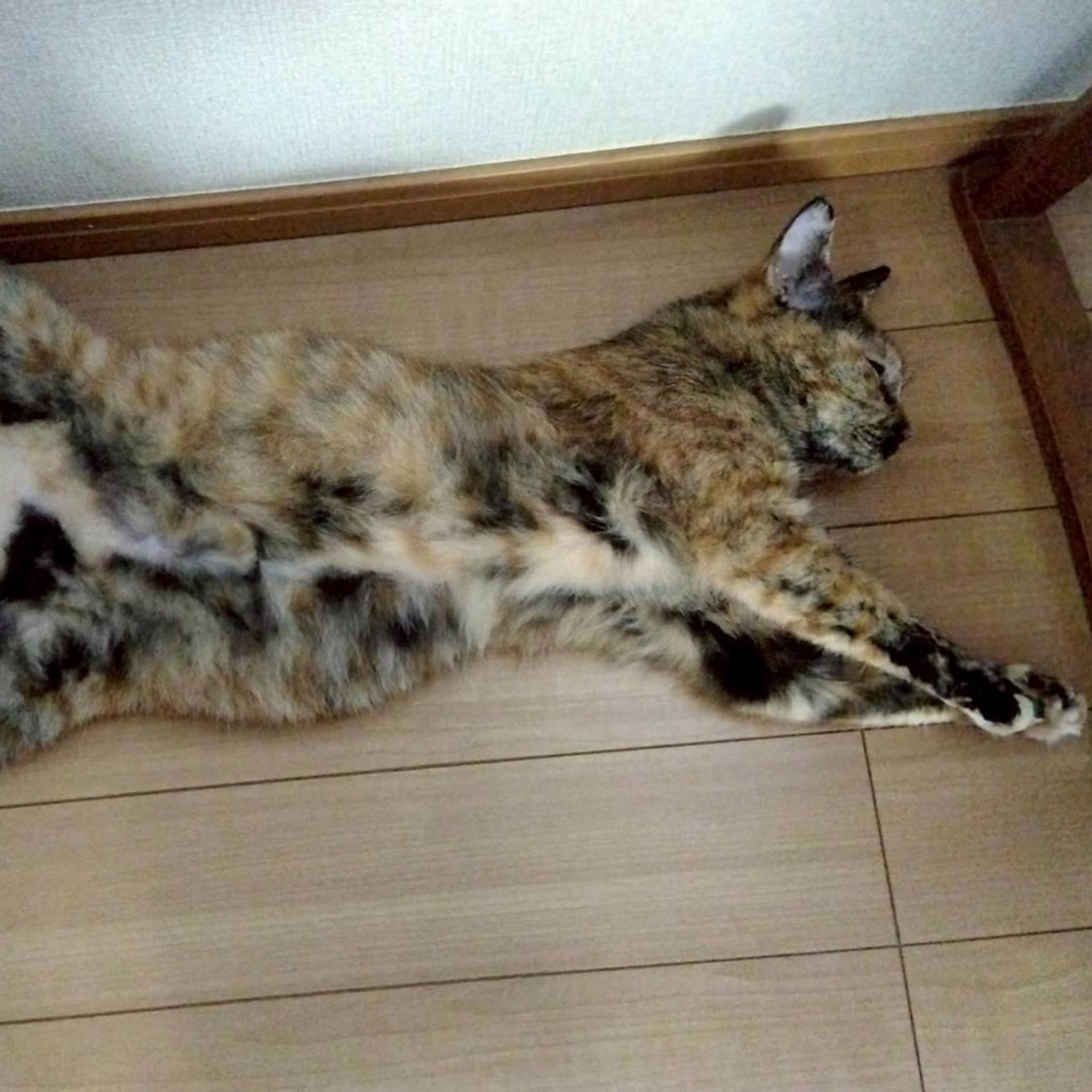 pet-image-9
