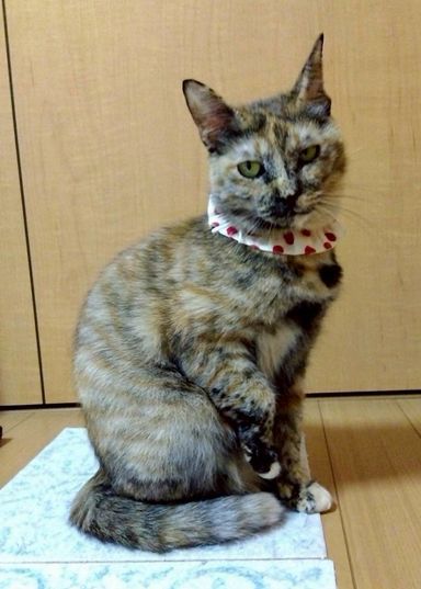 あずき