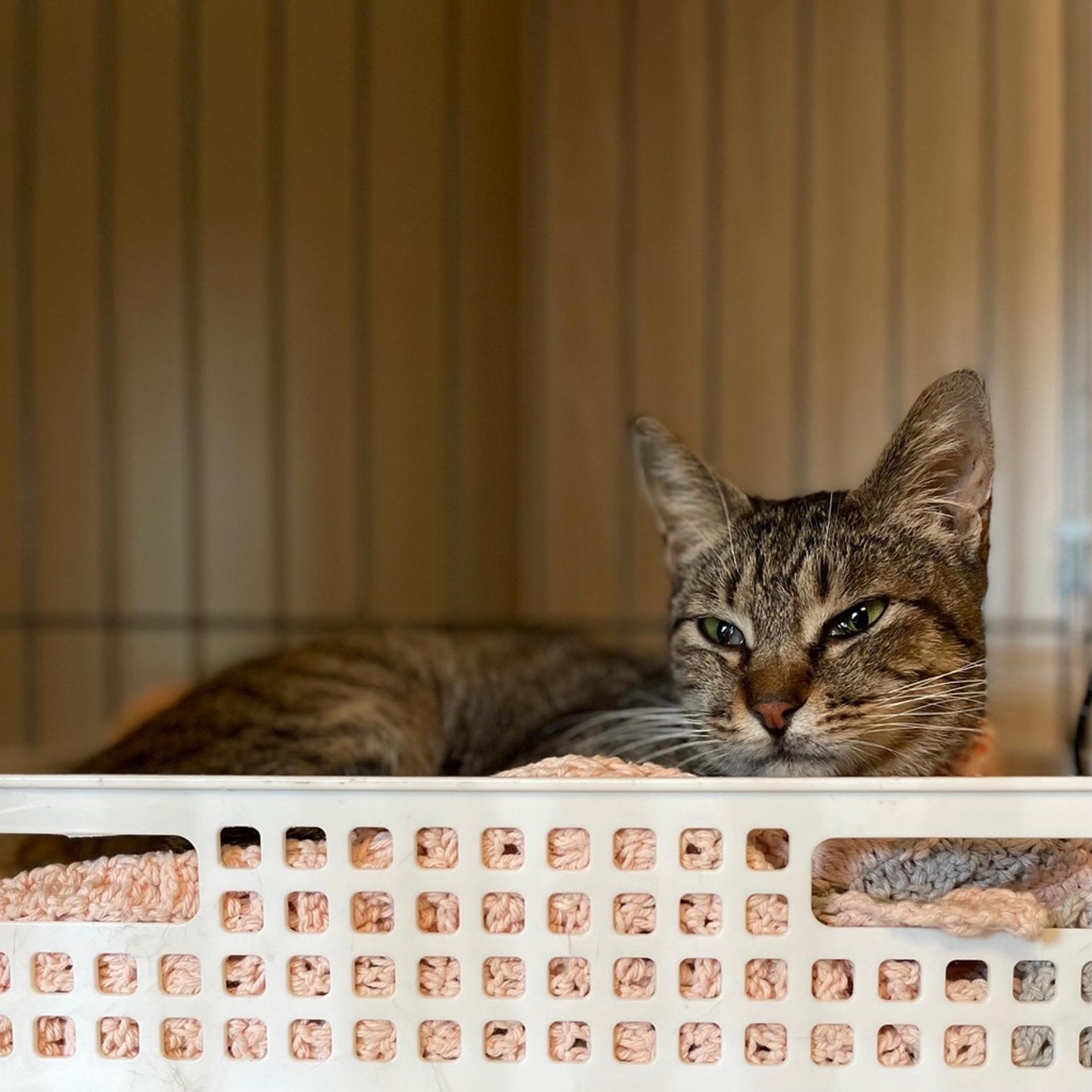 pet-image-4