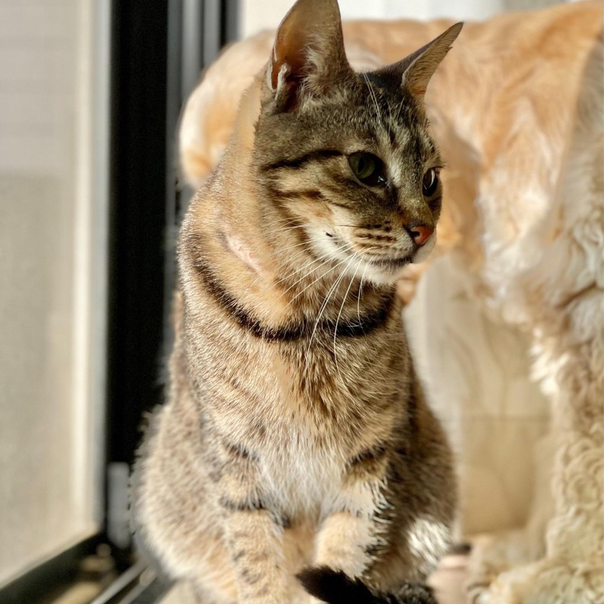 pet-image-6