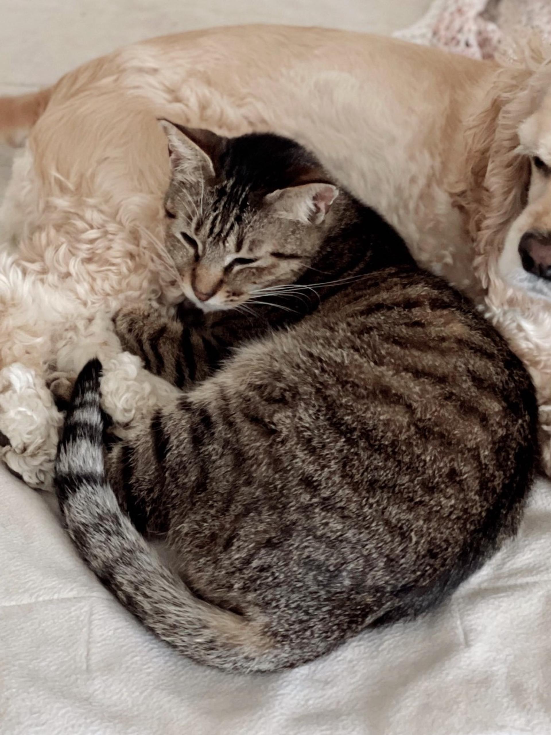 pet-image-7