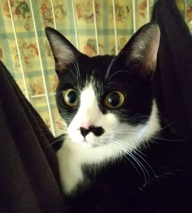 雑種（ミックス猫）・オスの里親募集の写真