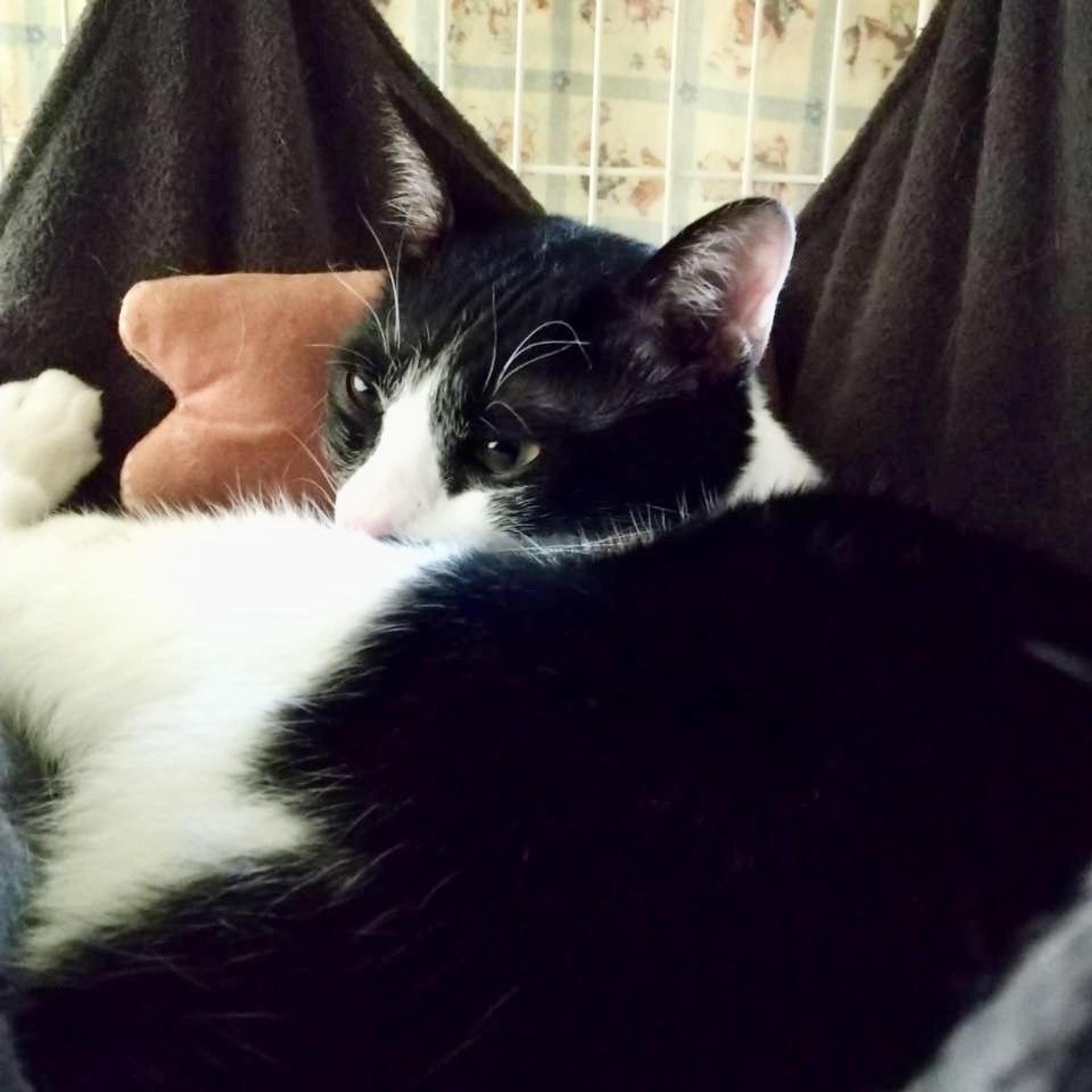 pet-image-3