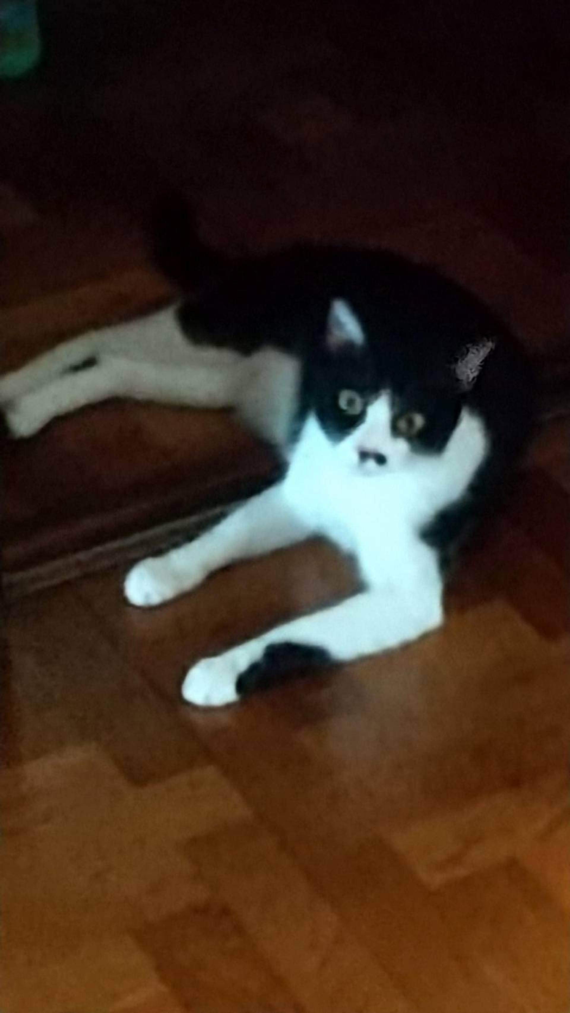 pet-image-4