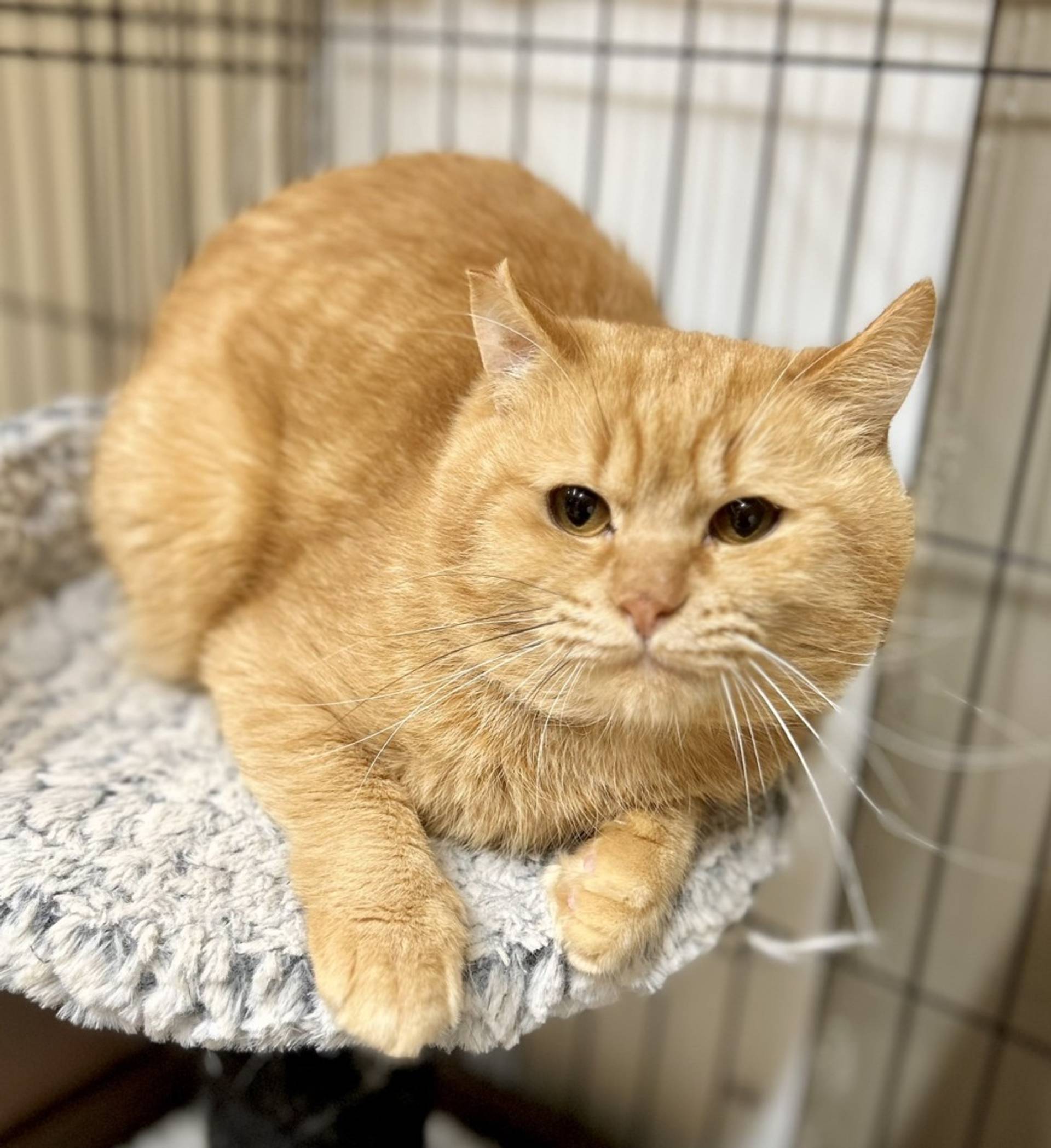 雑種（ミックス猫）・オスの里親募集の写真