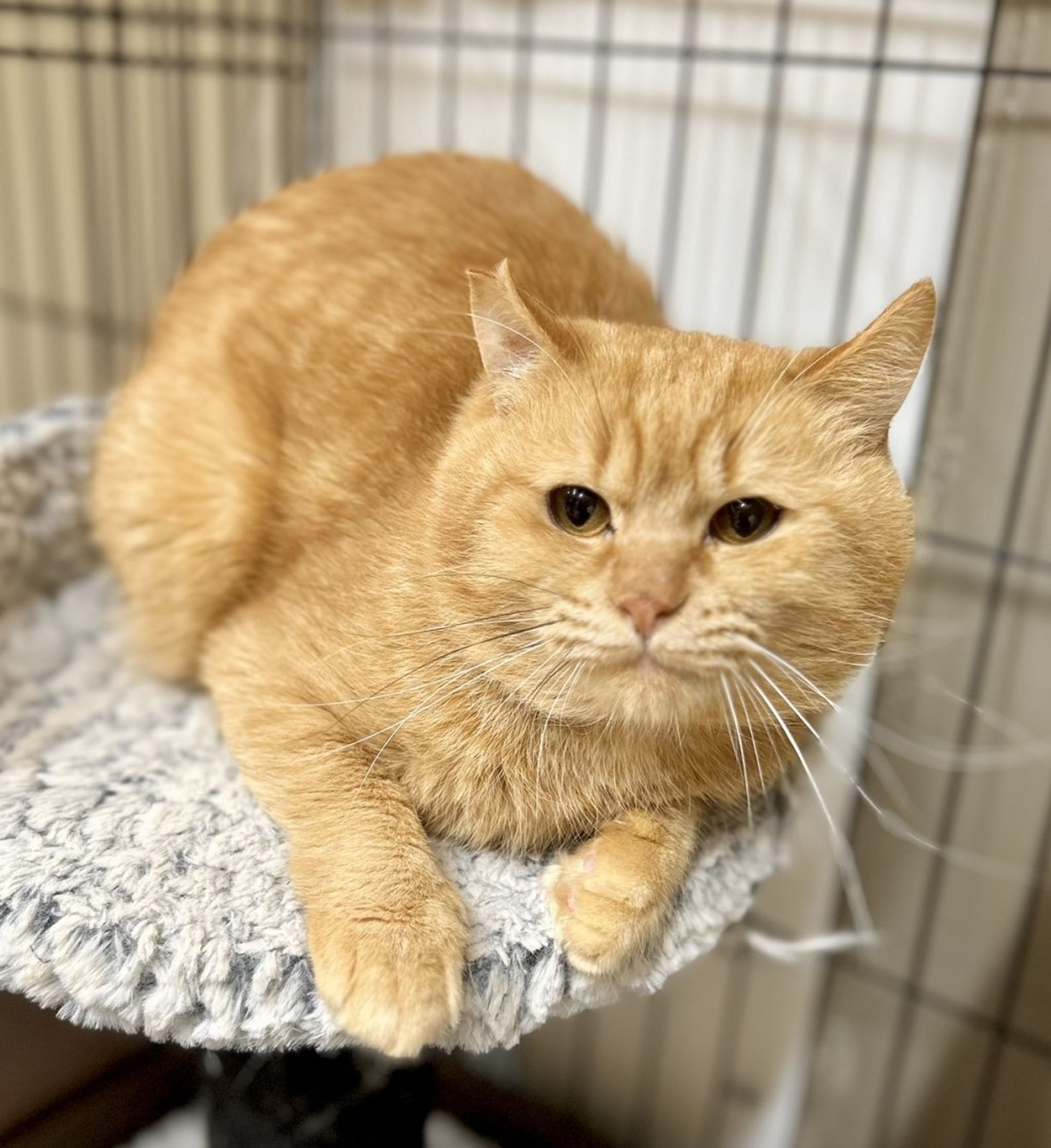 雑種（ミックス猫）・オスの里親募集の写真