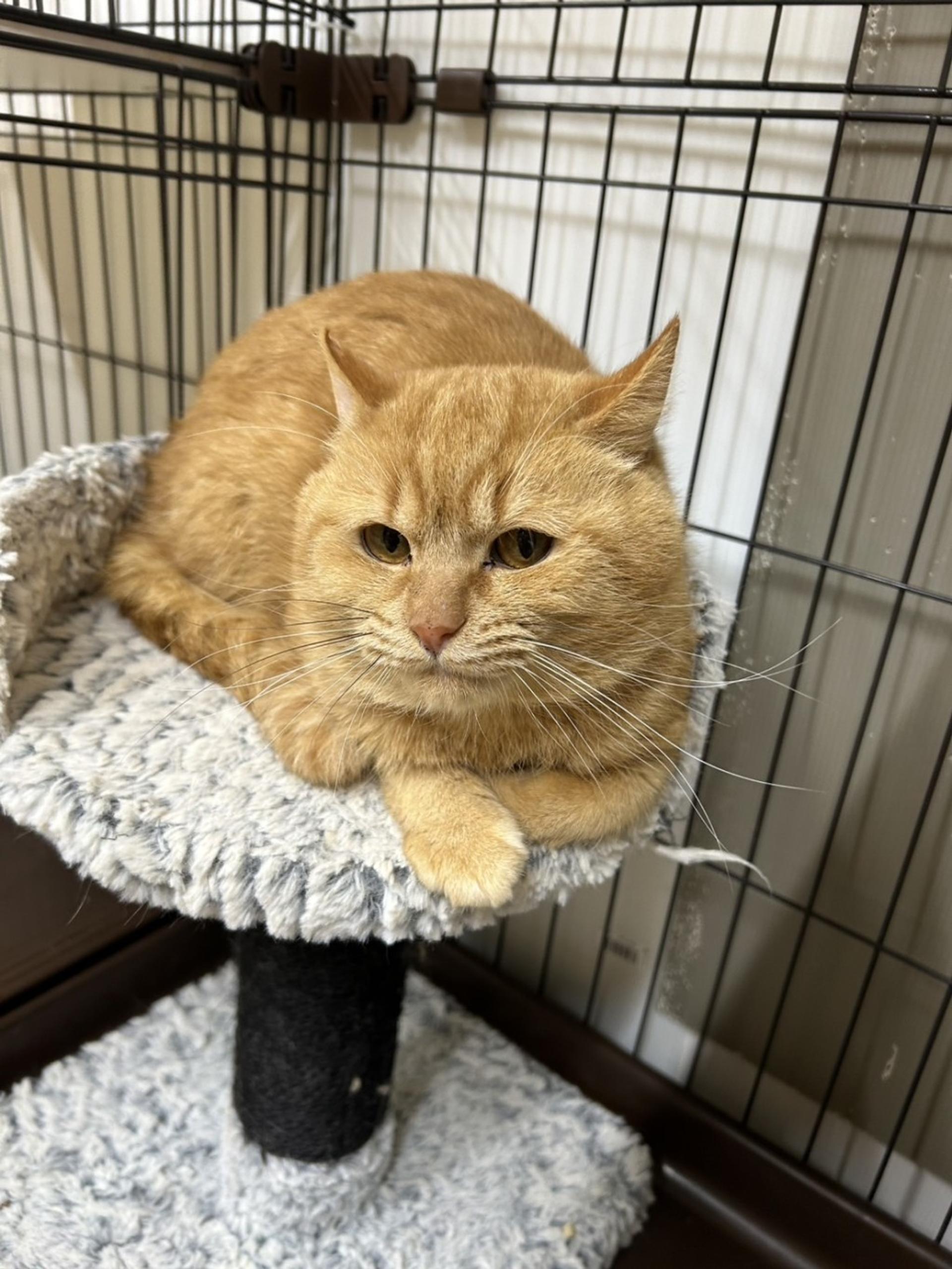 pet-image-2
